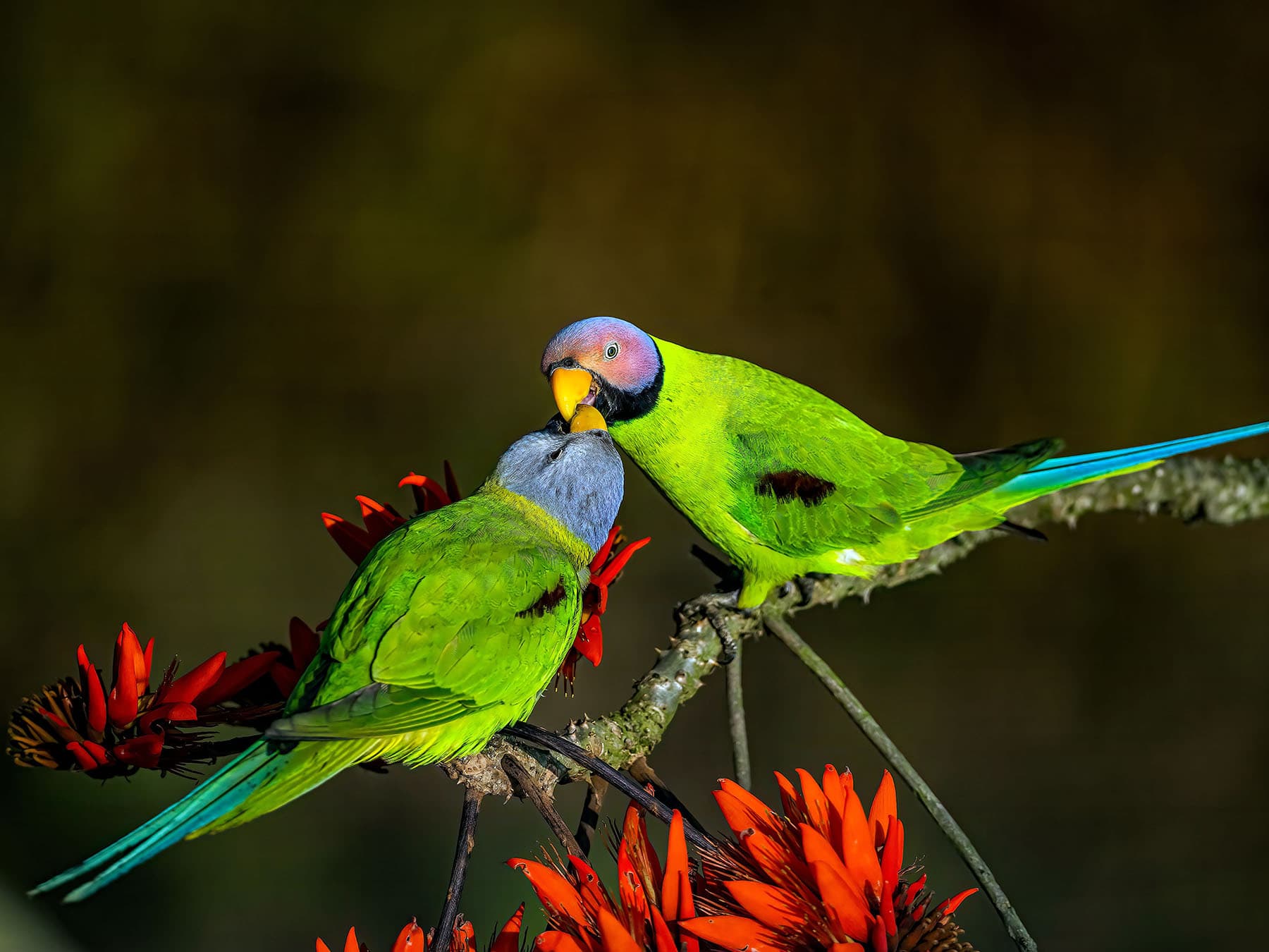 Pair of Blossom-headed Parakeets interacting on a branch