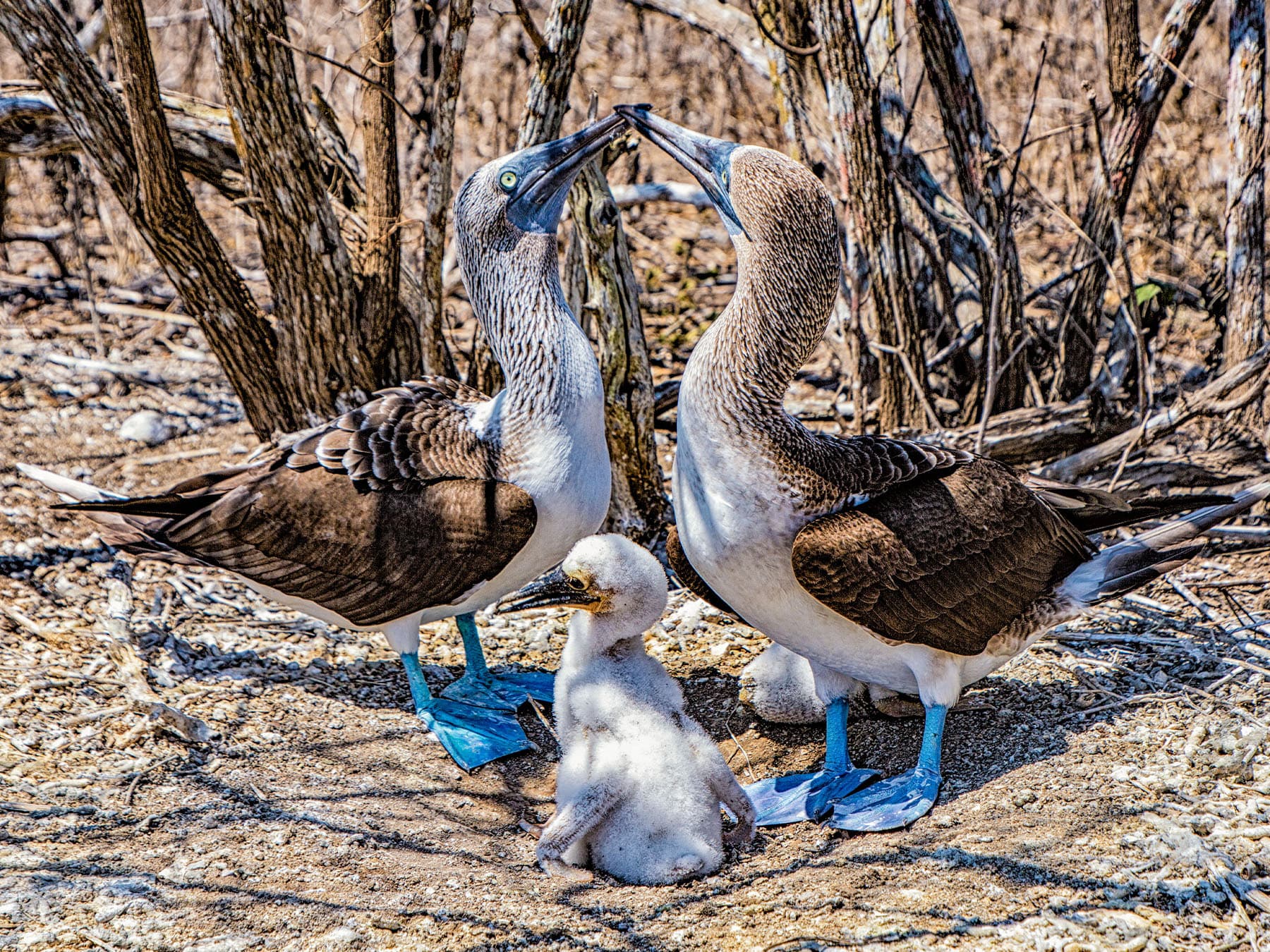 Pair of Blue-footed Boobies with chick