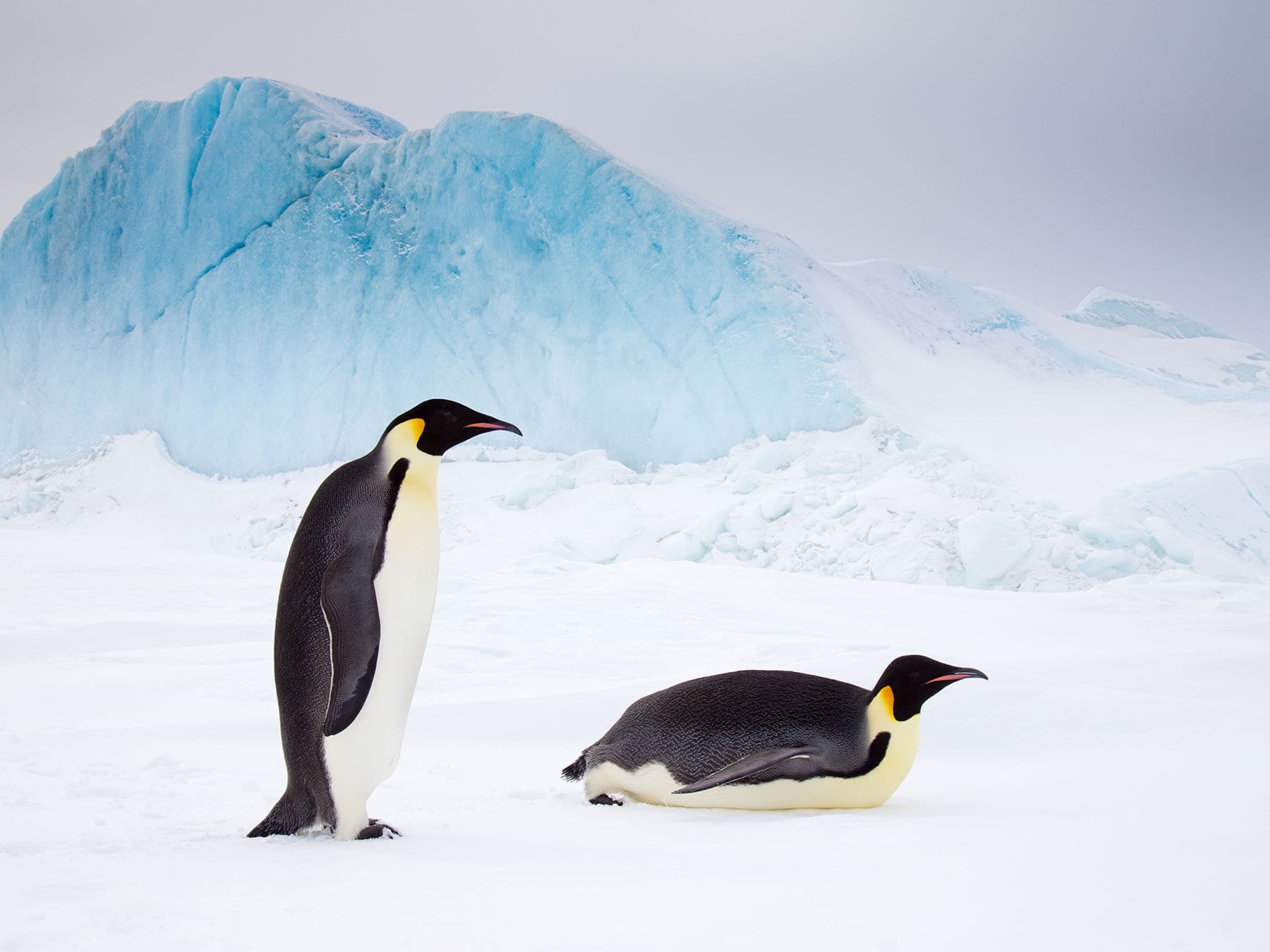 A pair of Emperor Penguins, one sliding along the ice, Antarctica