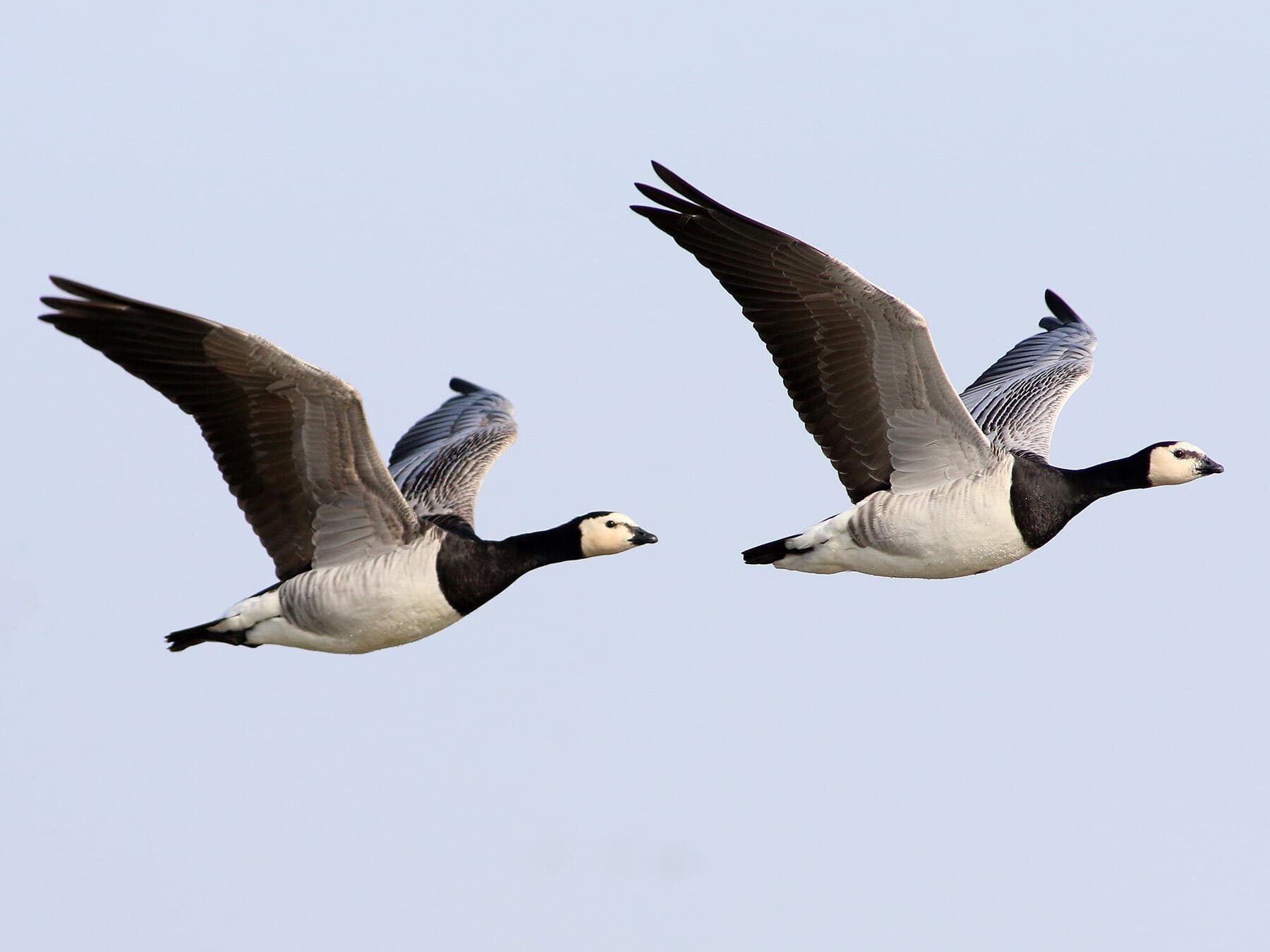 Collective Nouns for Geese: What's the Official Terms? | Birdfact