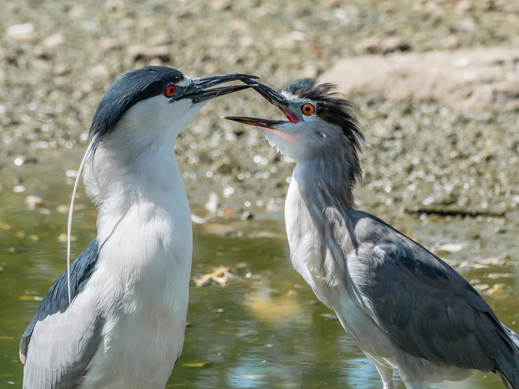 A pair of Black-crowned Night Heron courtship