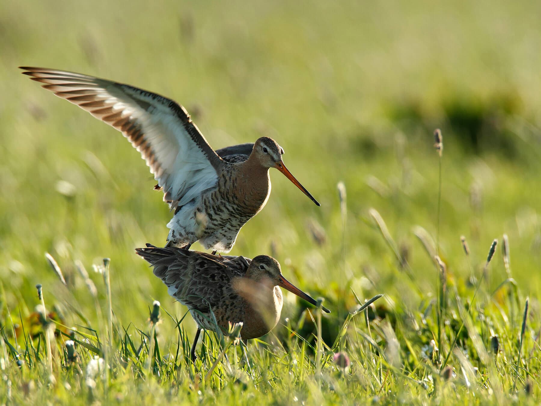 A pair of Black-Tailed Godwits mating