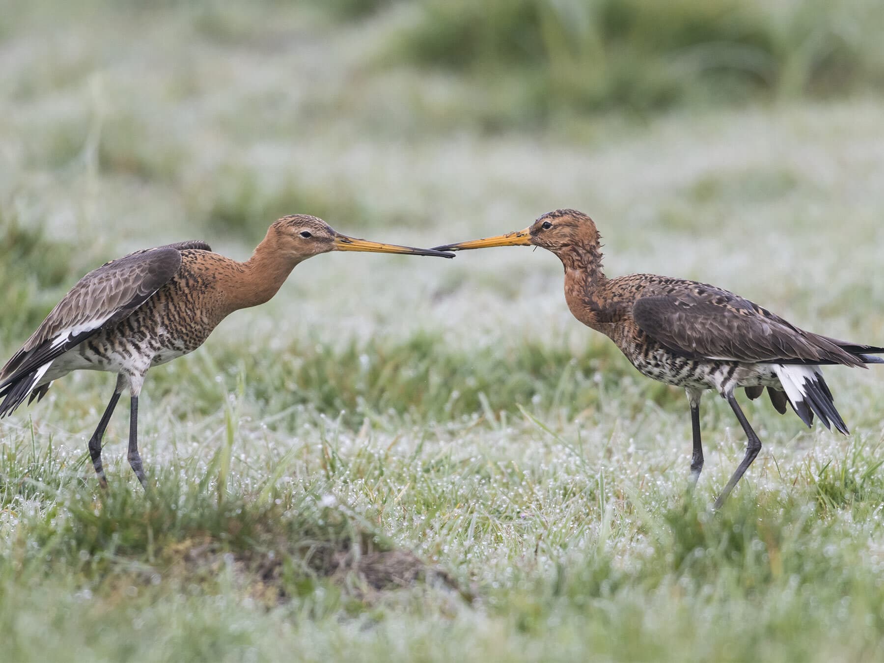 A pair of Black-Tailed Godwits