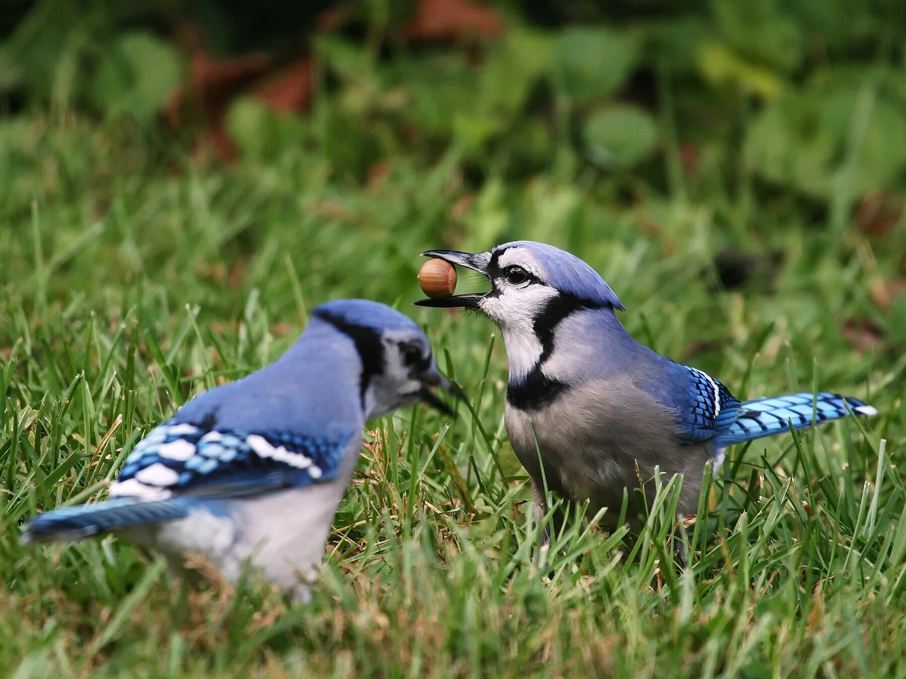 Pair of blue jays feeding acorns