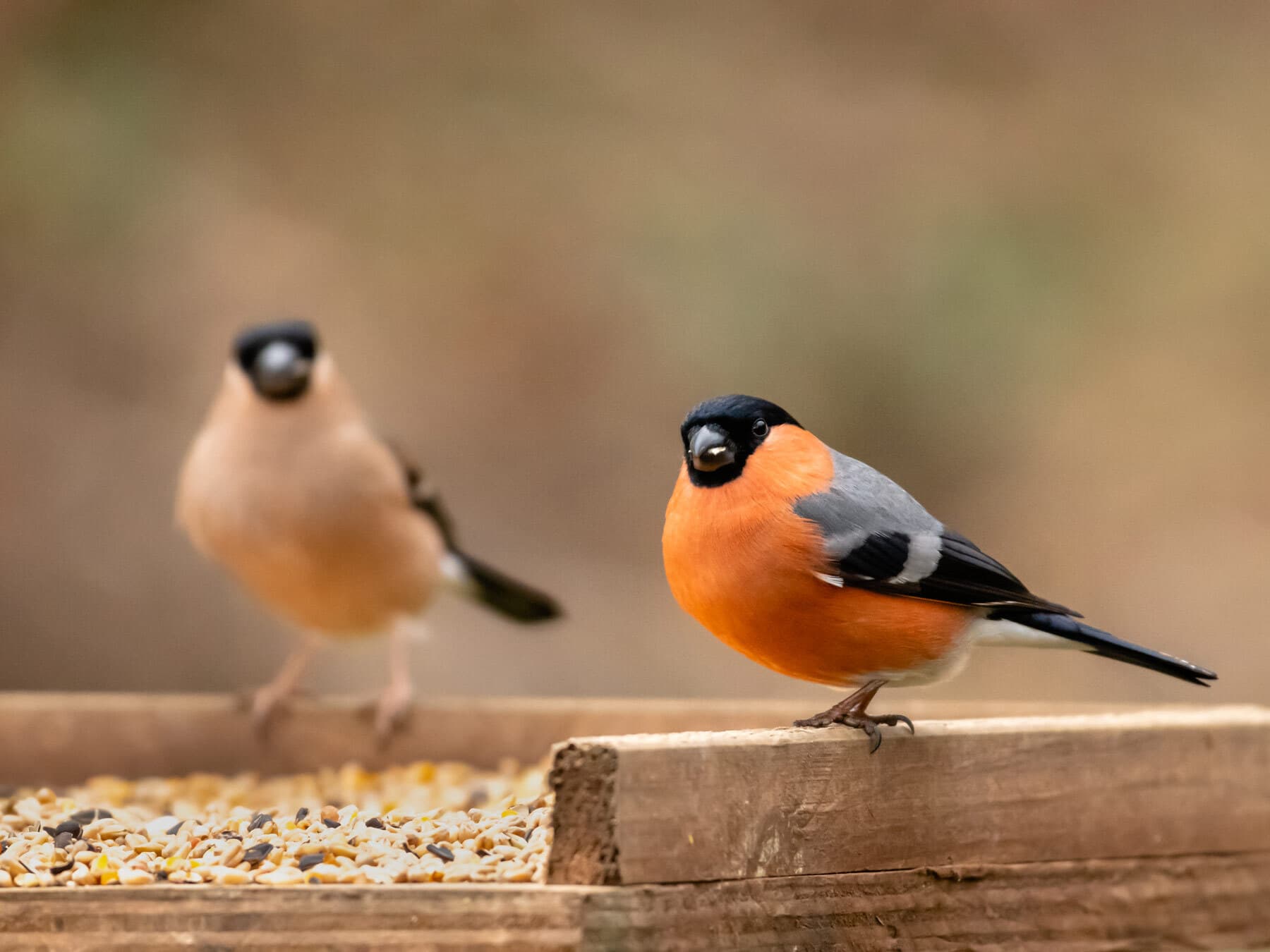 Pair of bullfinches at feeder