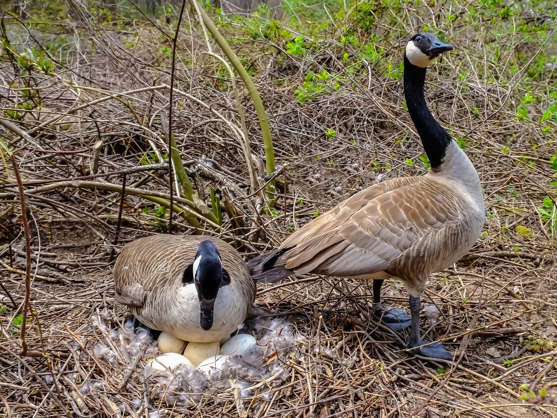 Pair of Canada Geese at their nest