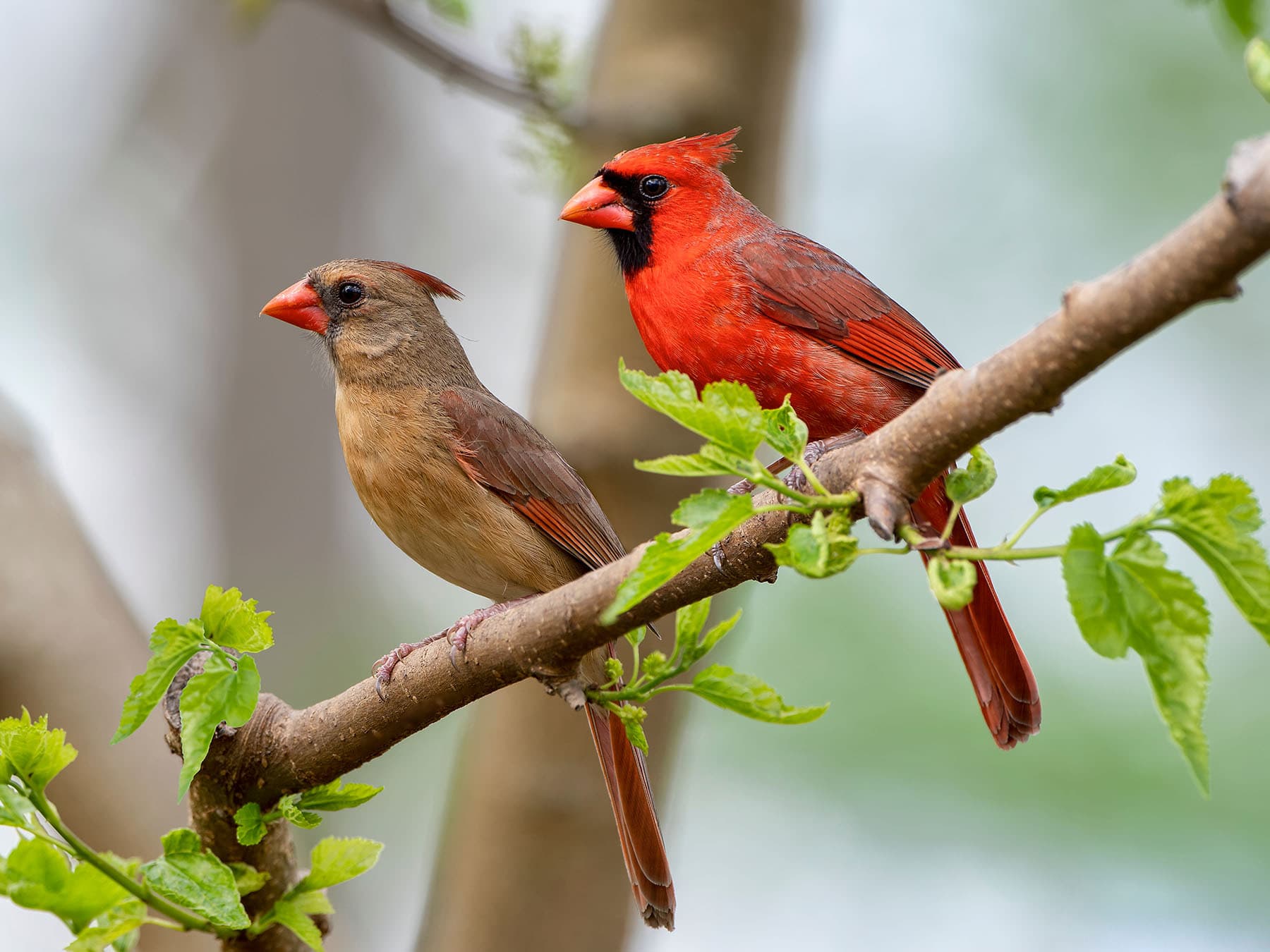 Pair of cardinal meaning