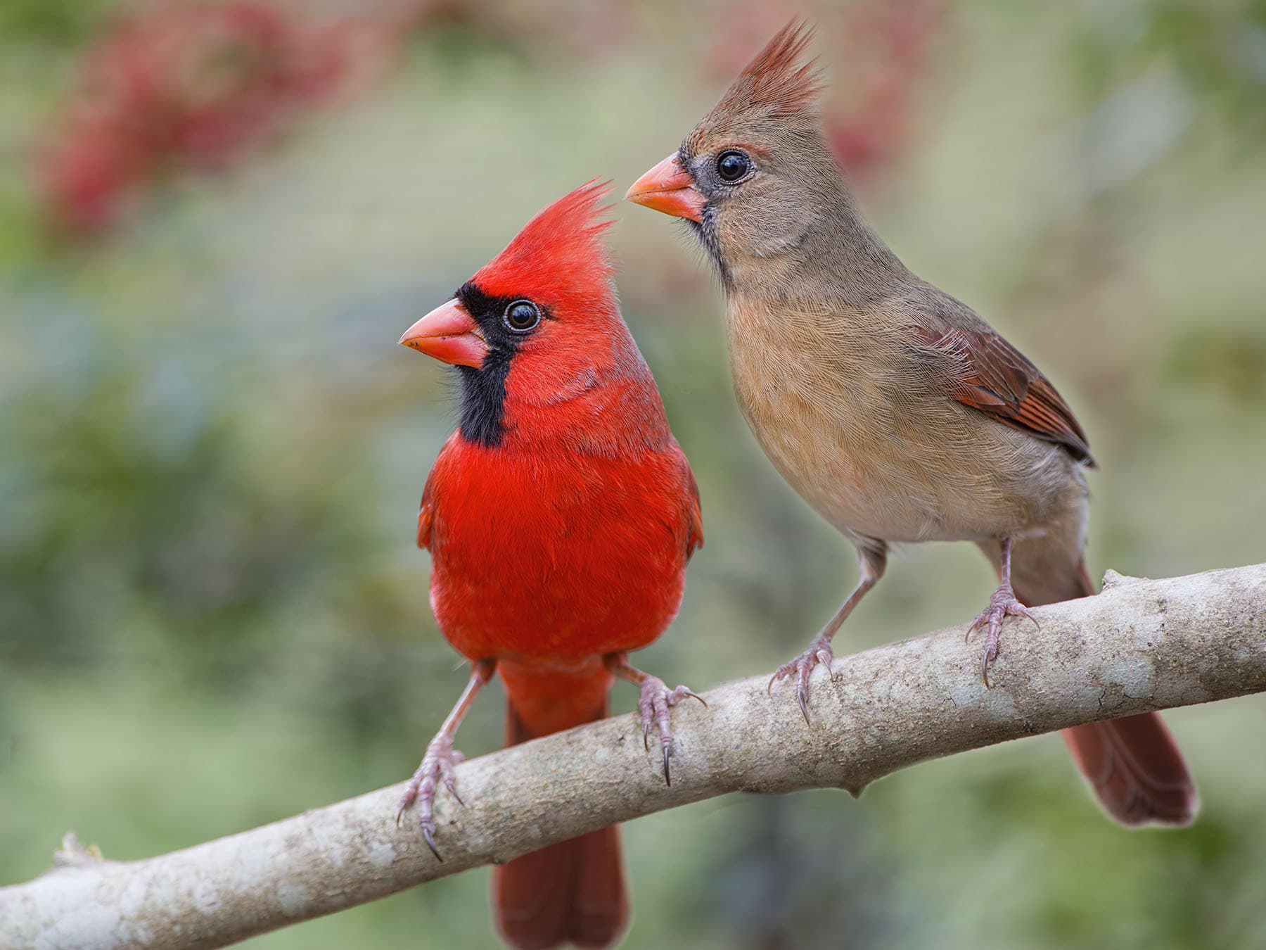 Pair of cardinals