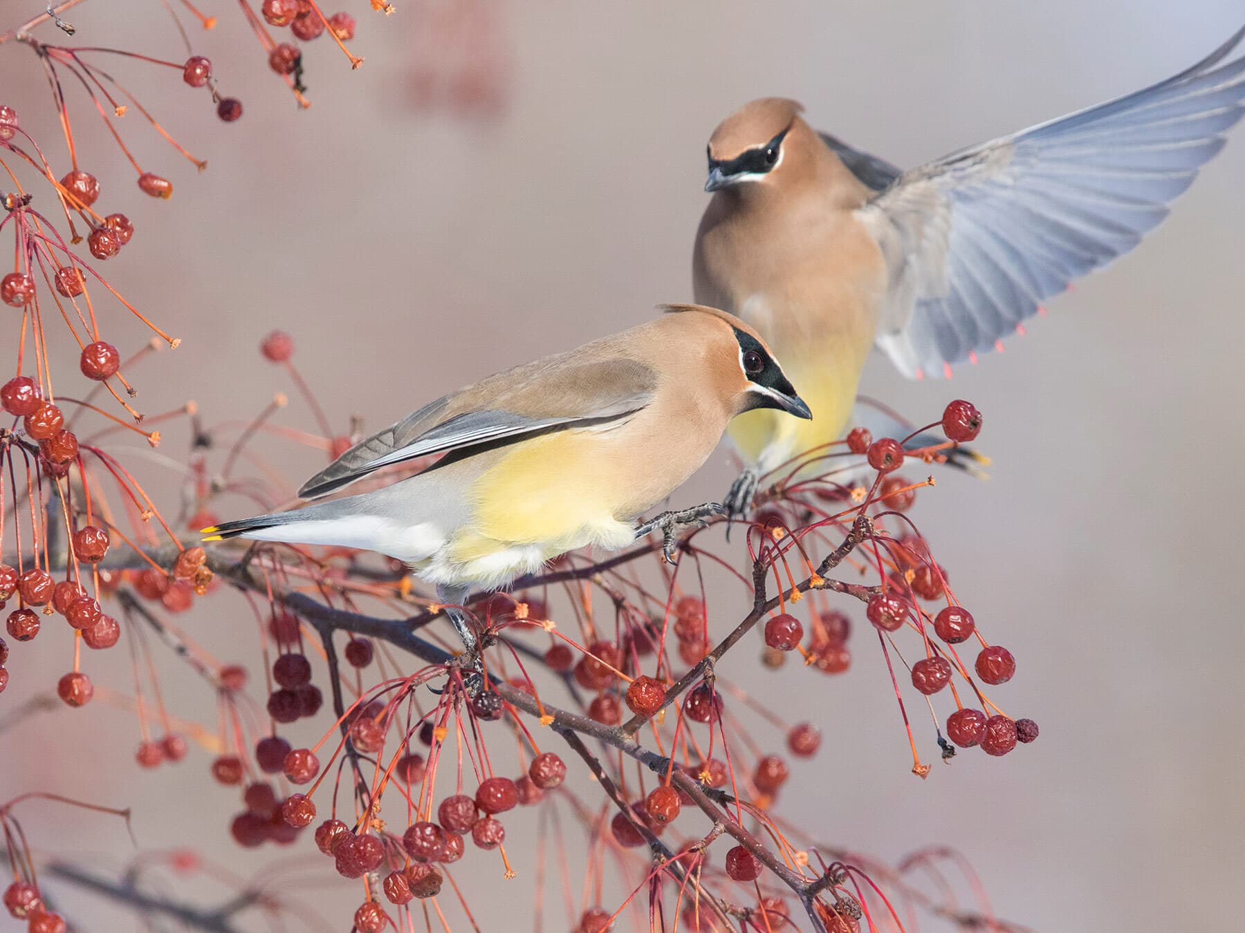 Pair of cedar waxwings in winter