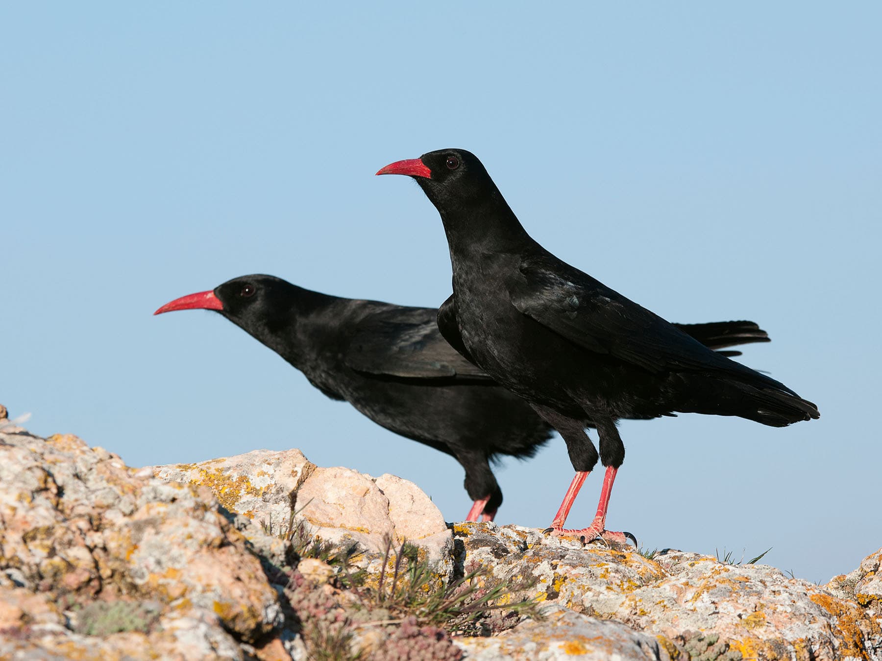 A pair of Choughs