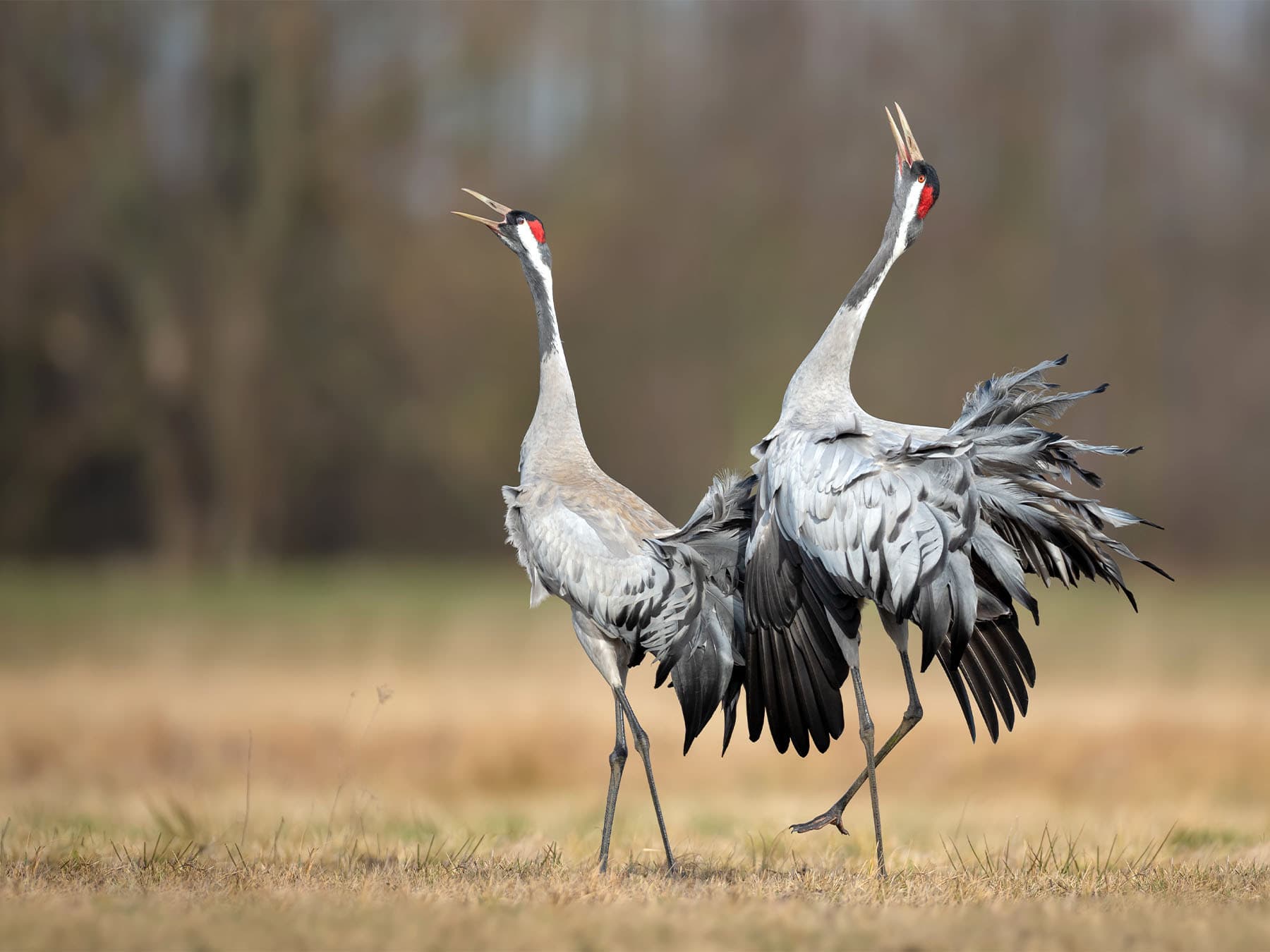 Pair of common crane spring mating dance