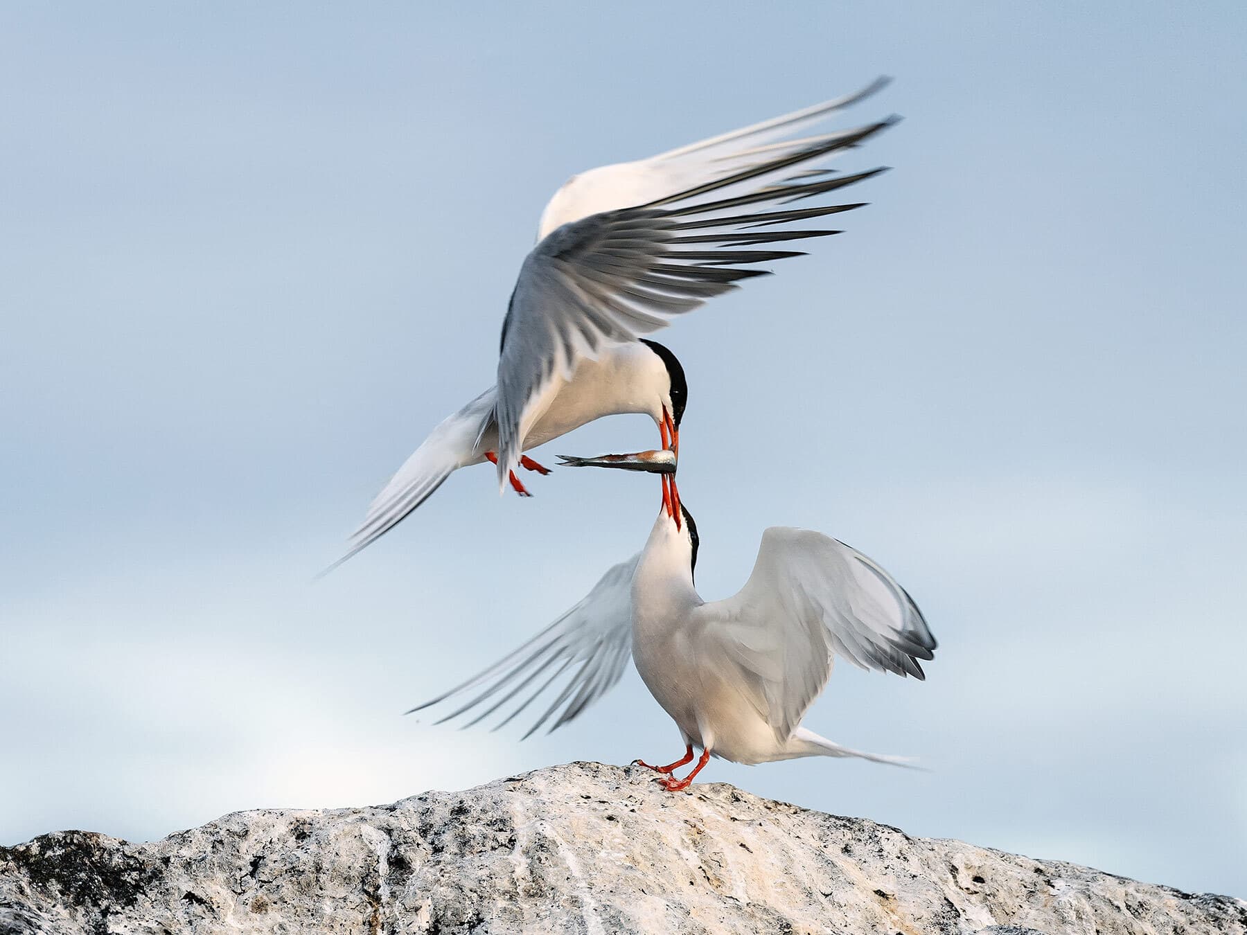 Pair of Common Terns passing fish