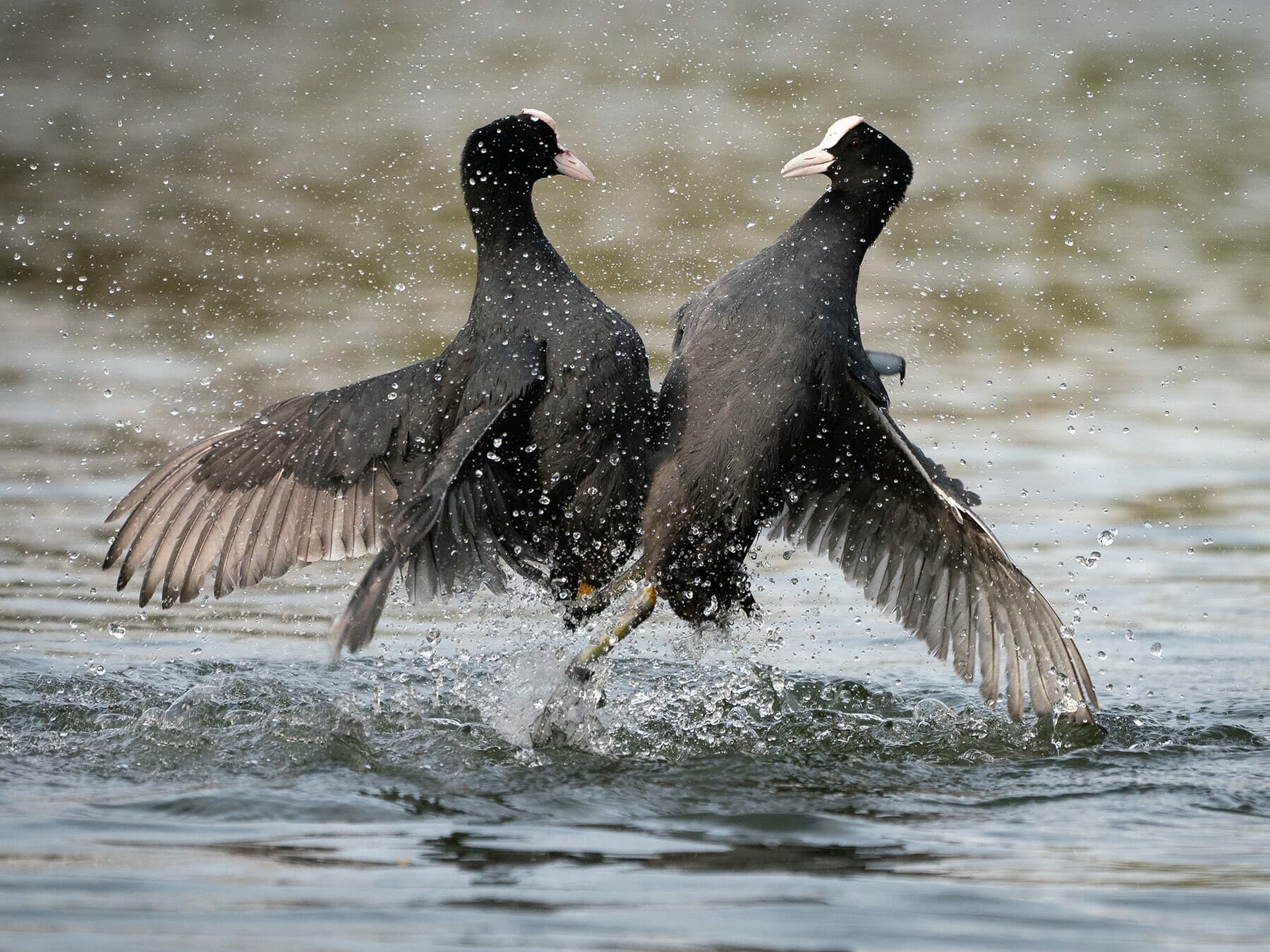 A pair of Coots fighting during mating season