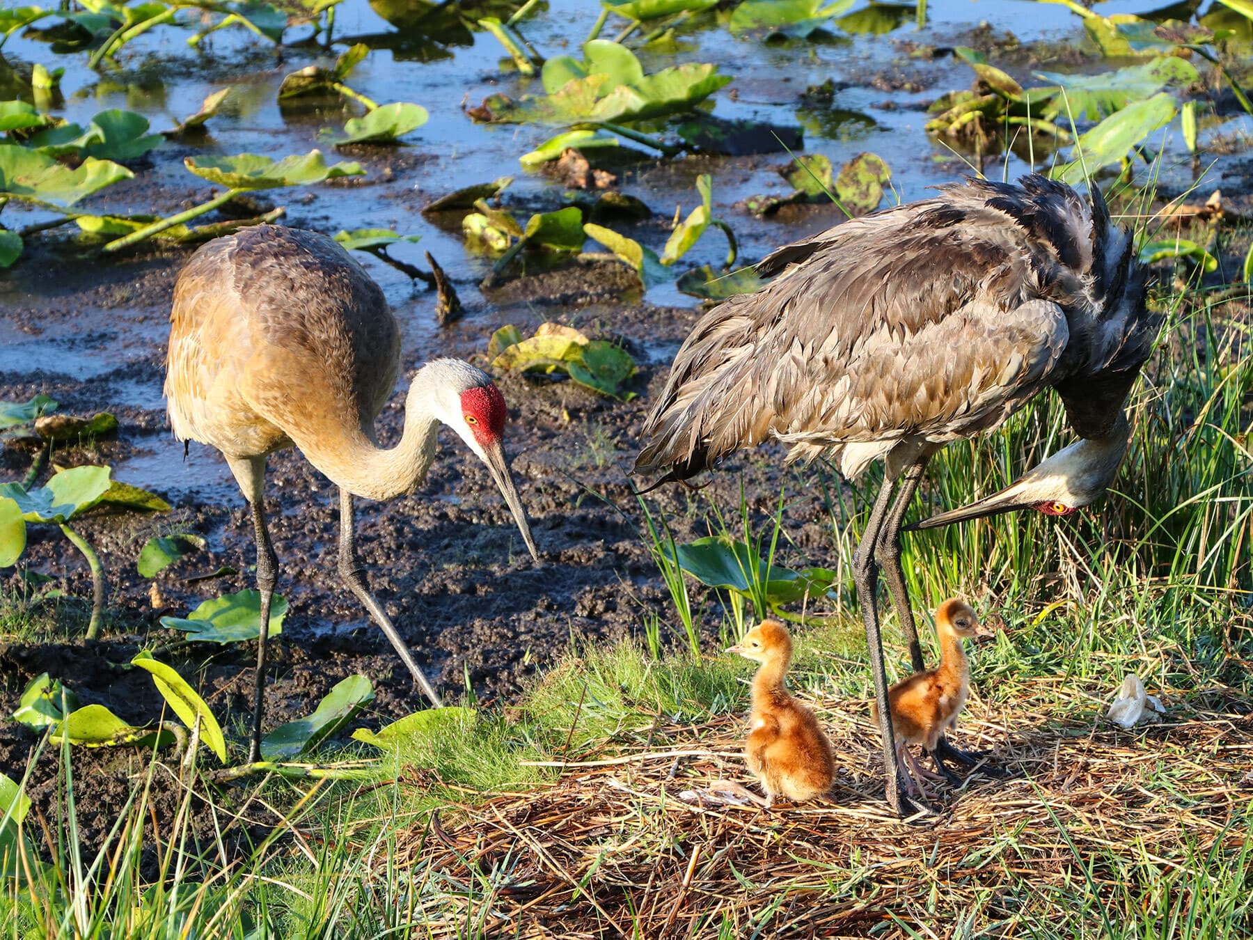 Pair of Cranes with their chicks