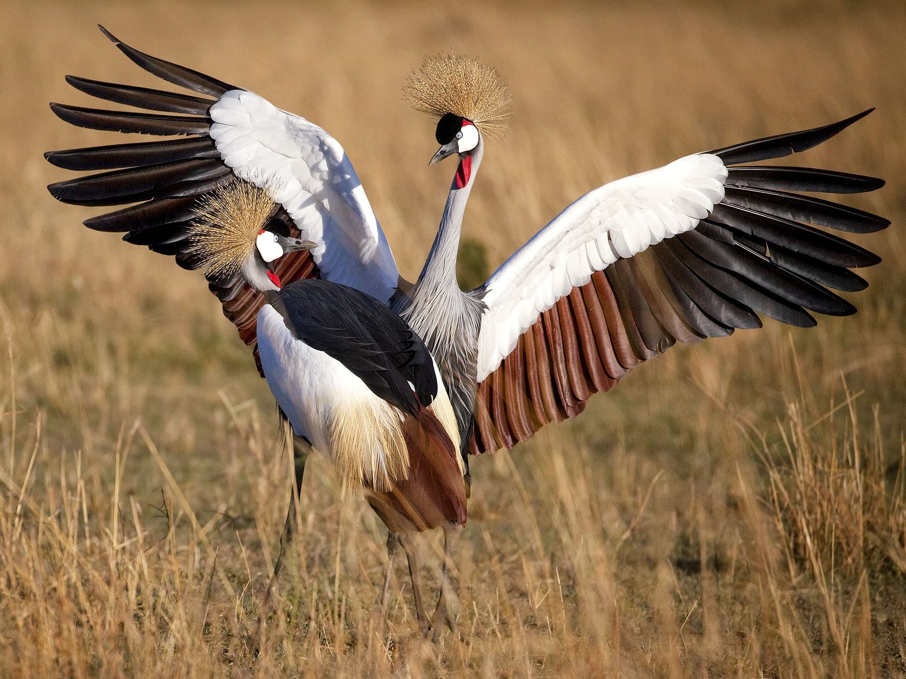 Pair of crowned cranes engaged in courtship dance