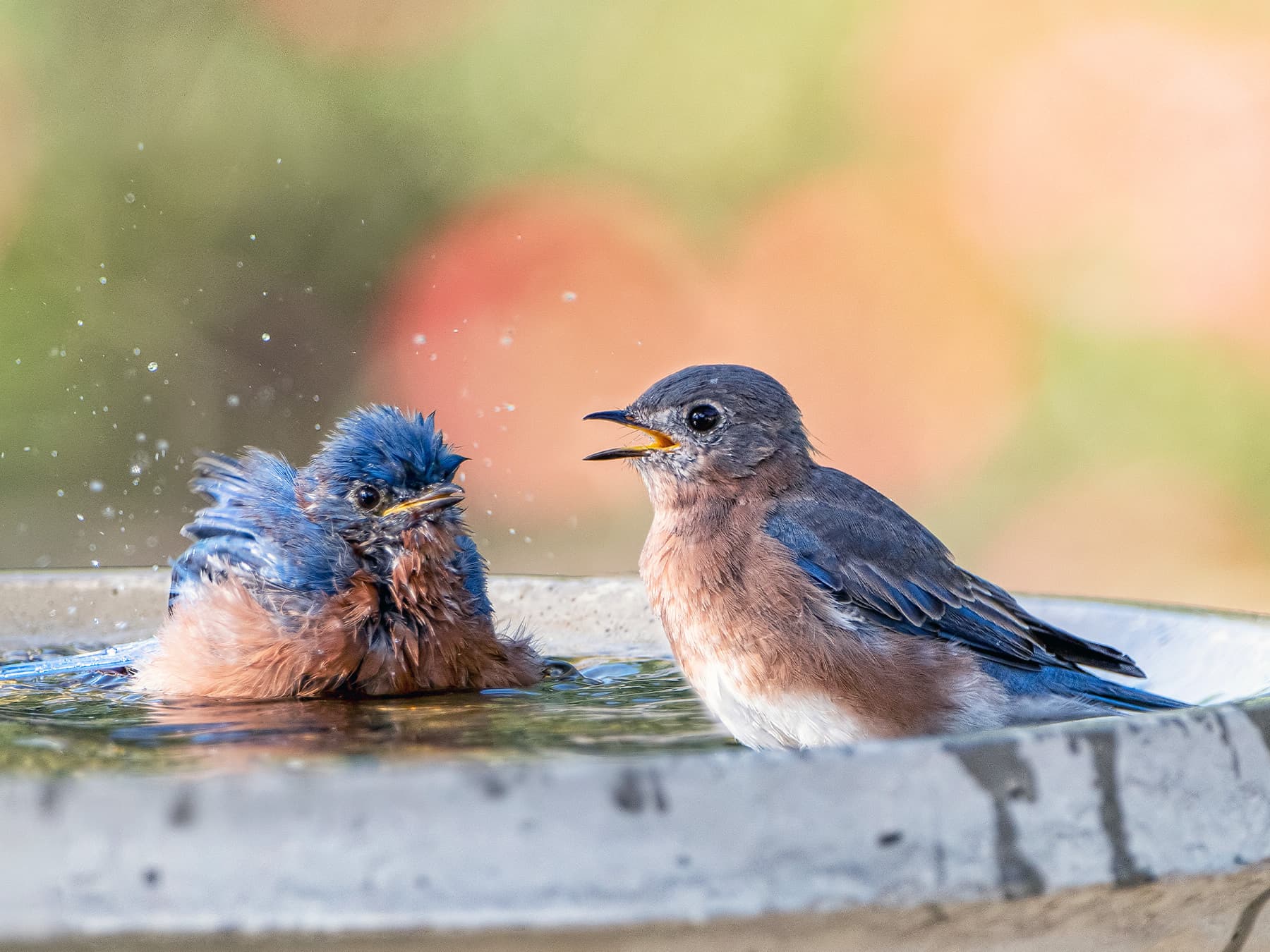 Pair of eastern bluebirds in birdbath