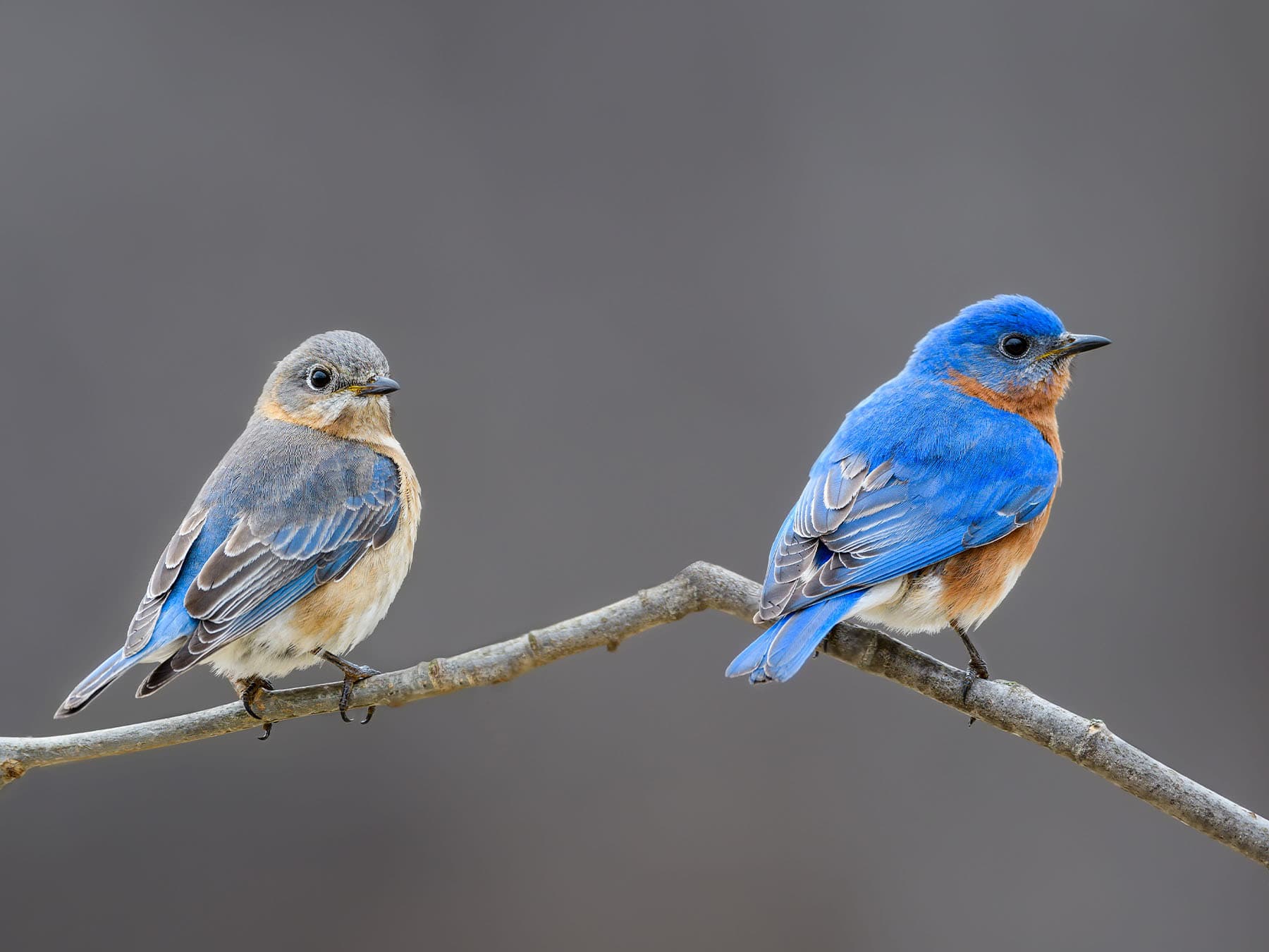 Pair of Eastern Bluebirds, Female (left) and Male (right)