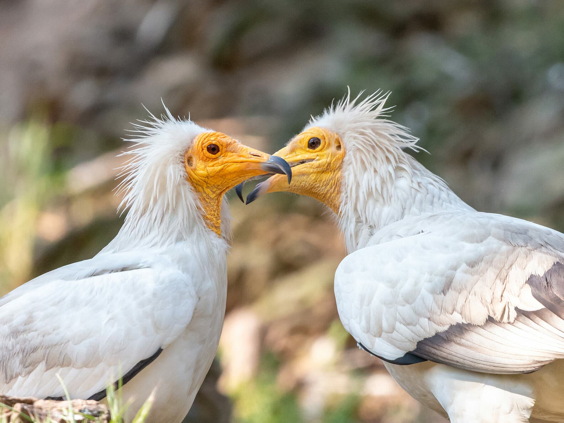 A pair of Egyptian Vultures