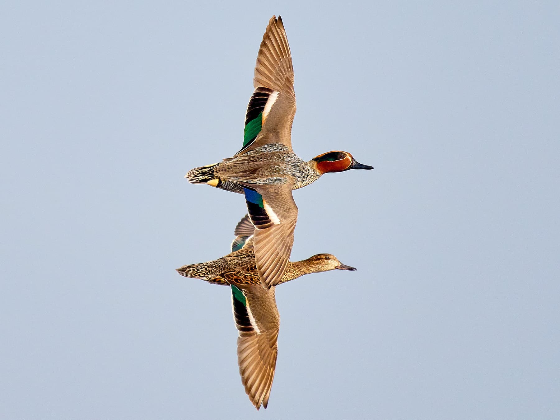 Pair of Eurasian Teals in-flight