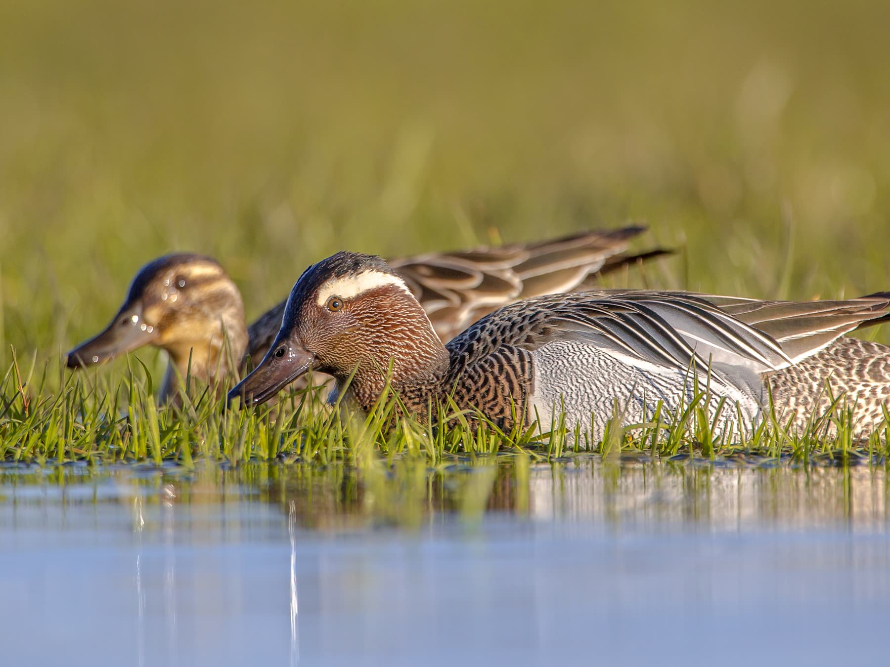 Male (front) and female (back) Garganeys sitting on the riverbank