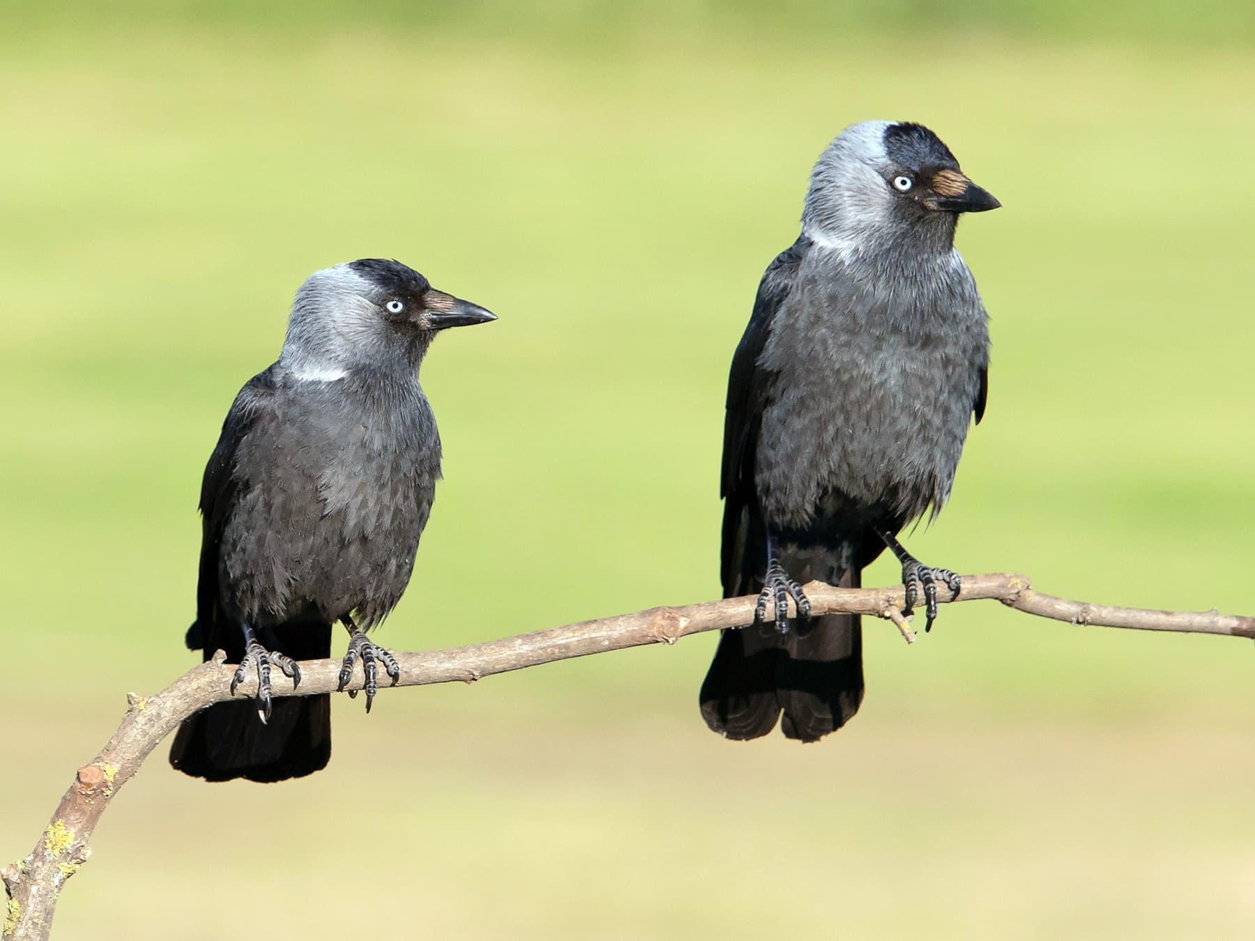 Pair of Jackdaws perching together on a branch
