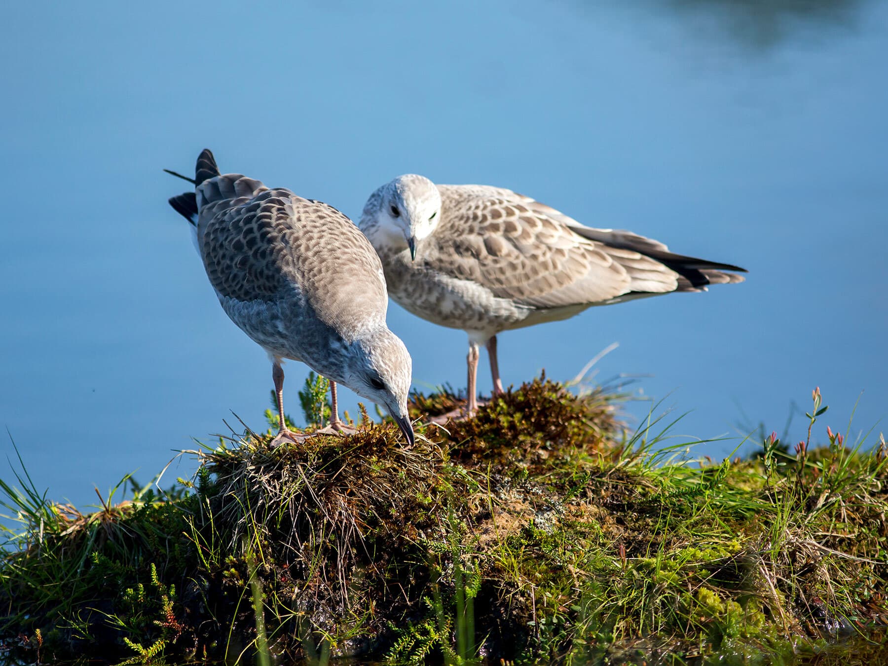 A pair of juvenile Common Gulls