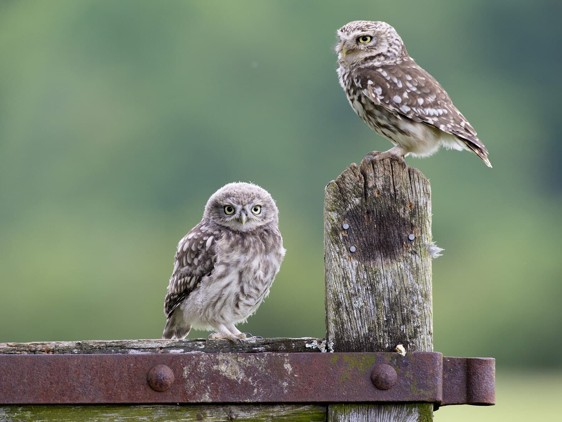 Pair of little owls