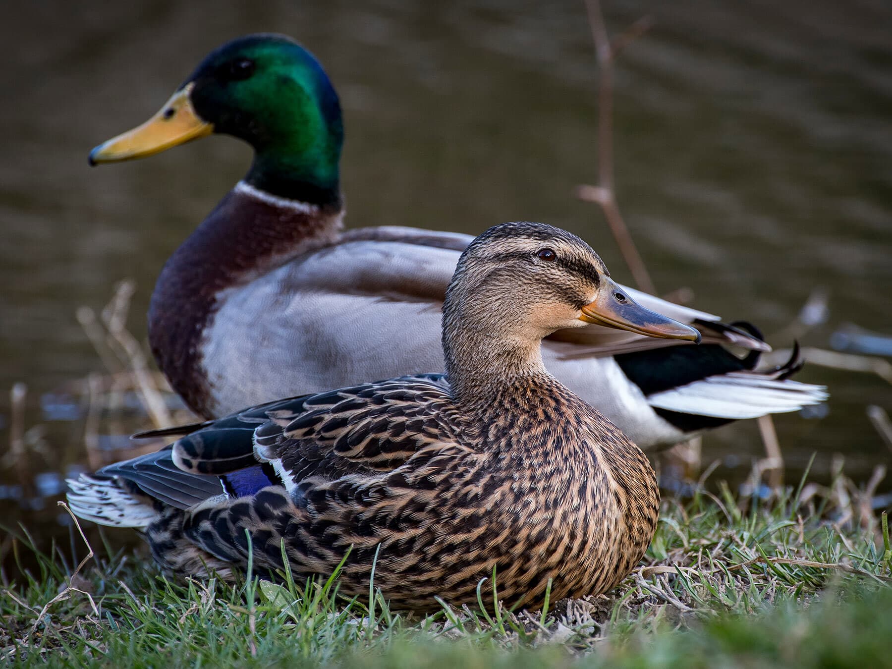 Pair of mallards
