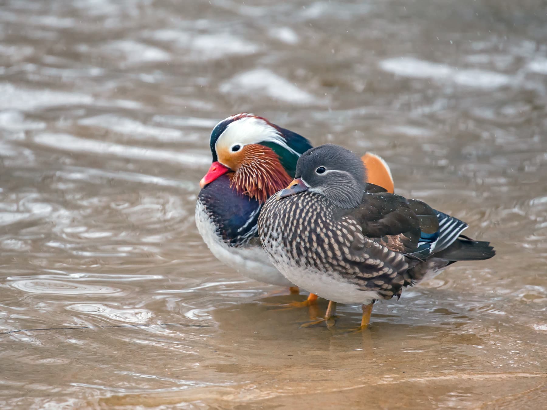 Pair of Mandarin Ducks standing together in a shallow river