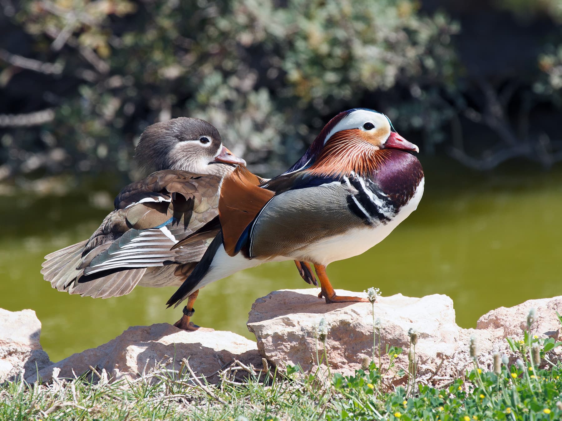 Mandarin Ducks Female (left) and Male (right) resting by the edge of a pond