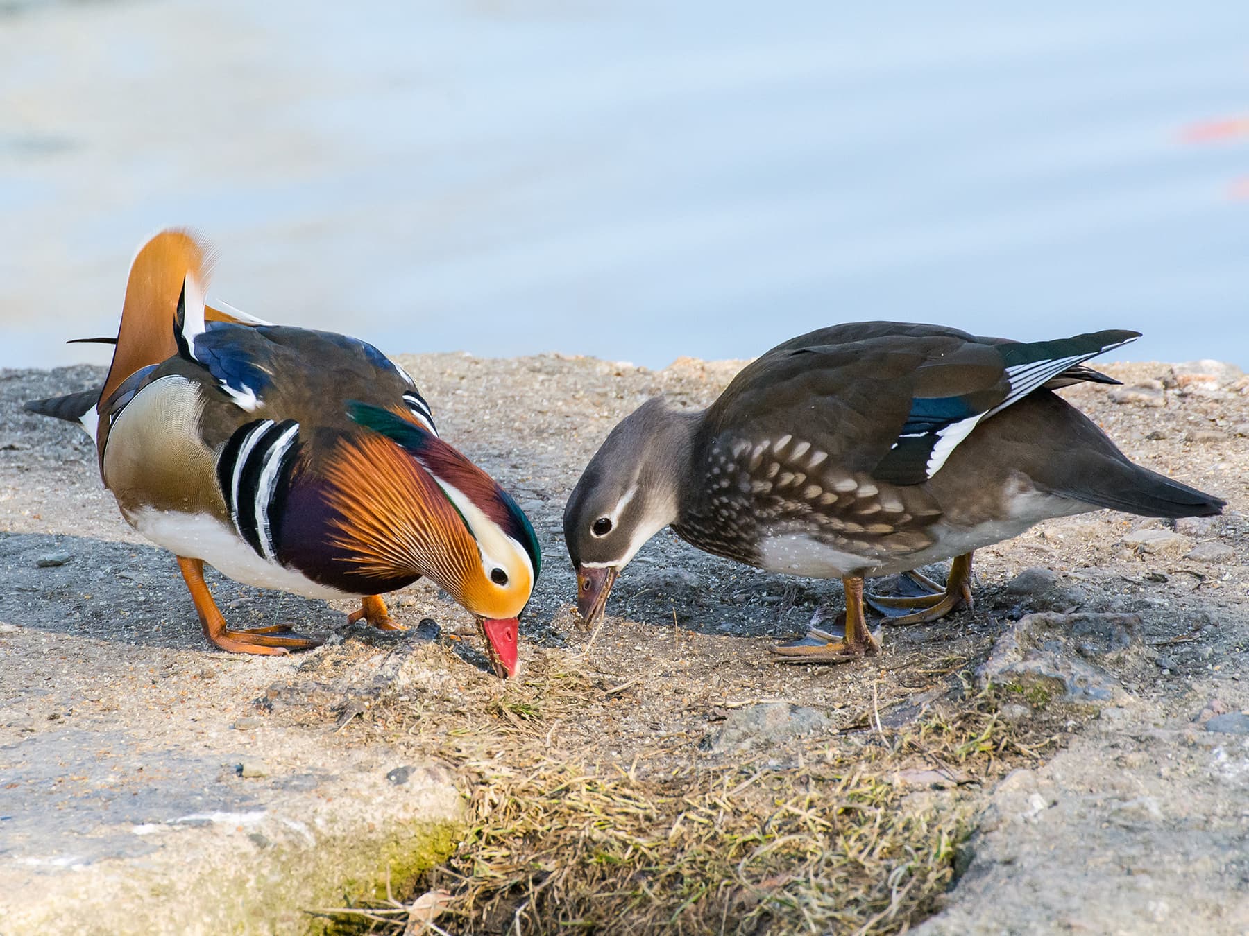 Mandarin Ducks Male (left) and Female (right) feeding by the water