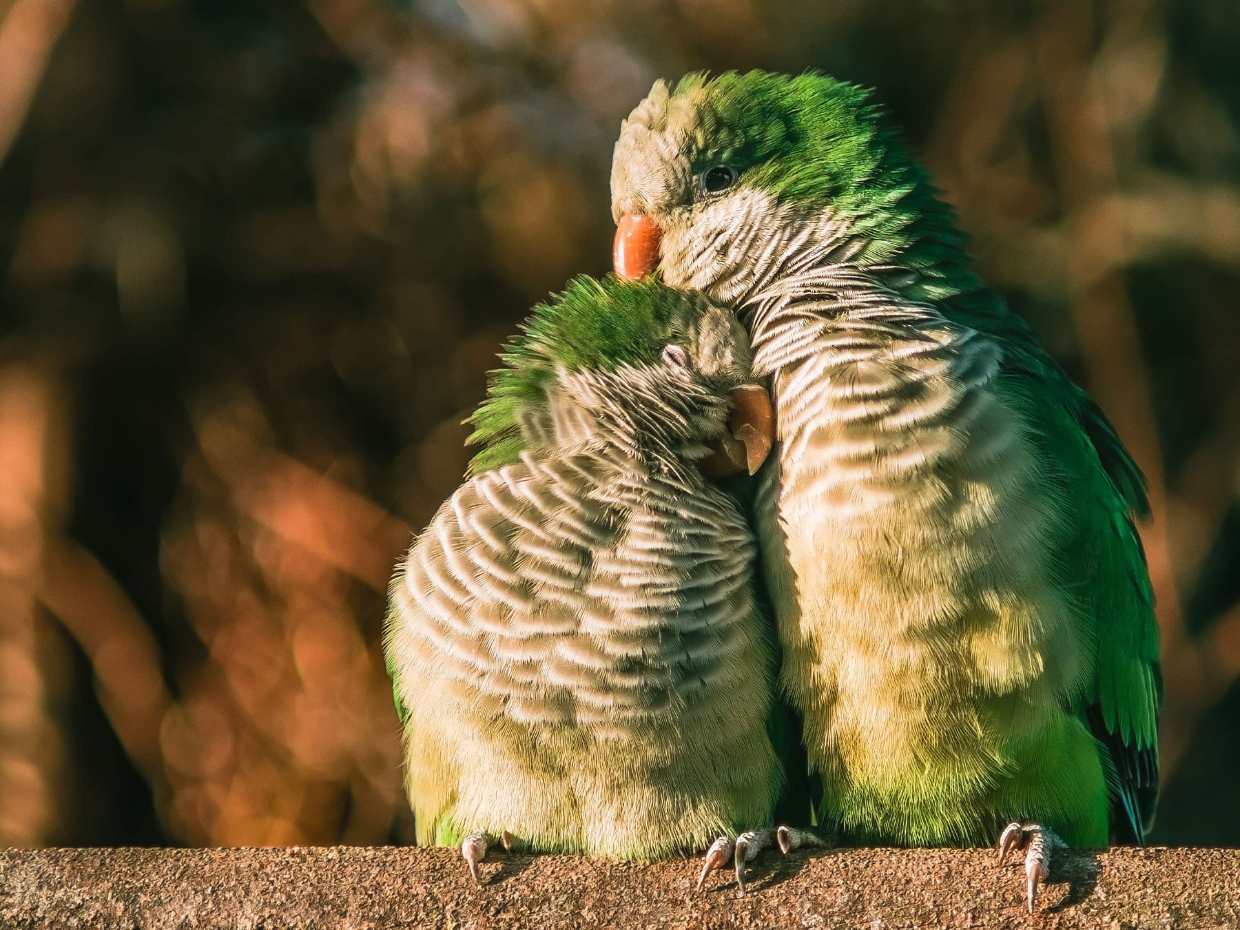 Pair of Monk Parakeets