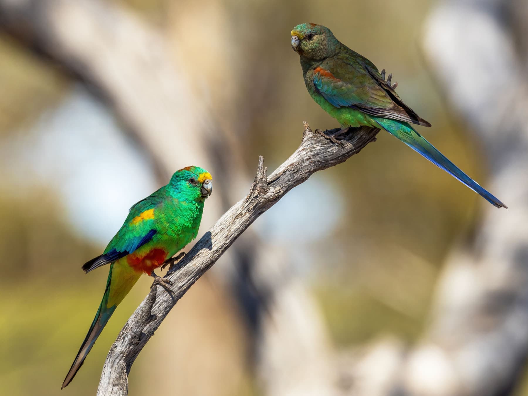 Pair of Mulga Parrots - male (left) and female (right)