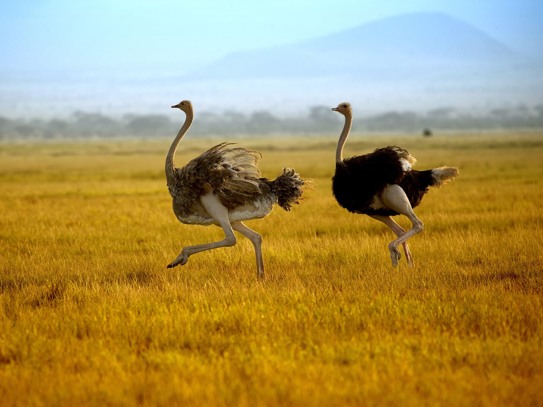 Pair of ostriches running