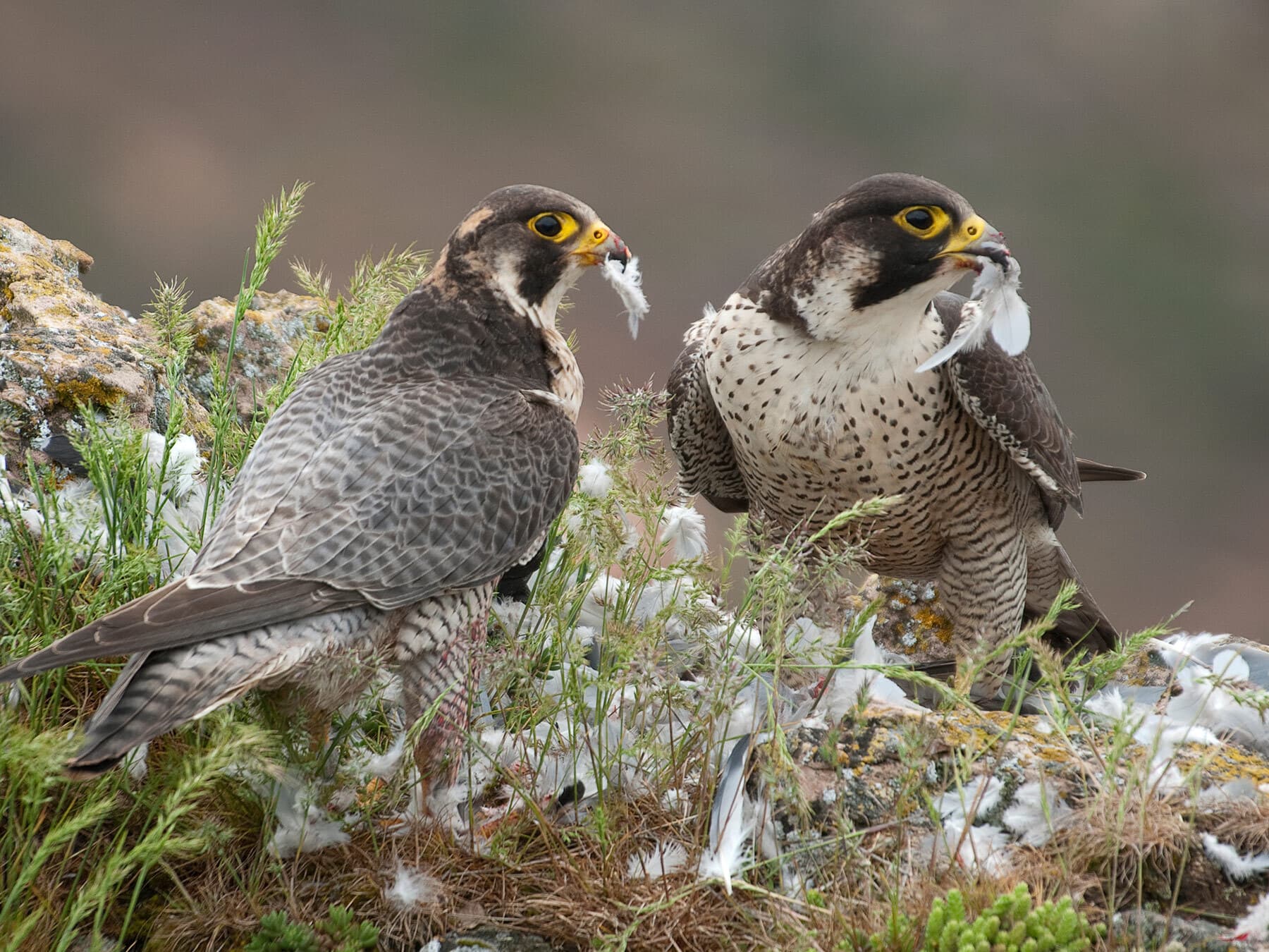 Pair of peregrine falcons