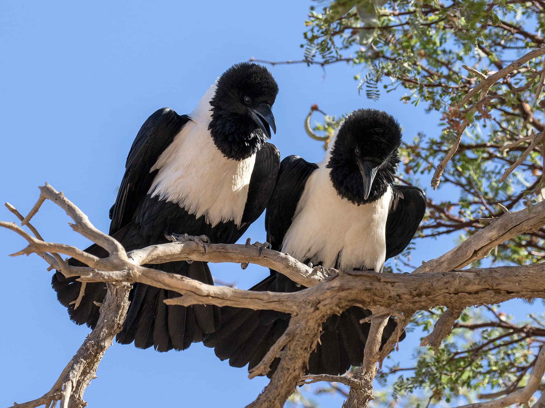 A pair of pied crows resting in a tree