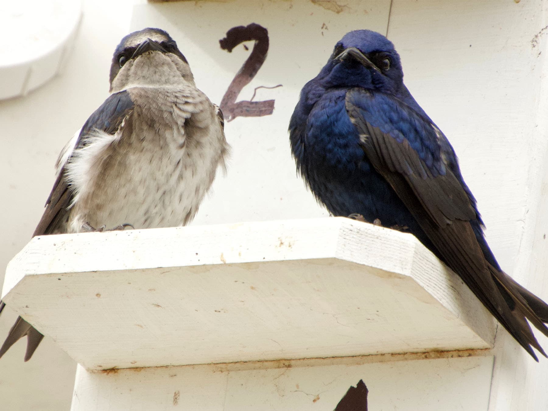 Purple Martin Female (left) and Male (right) at nesting site
