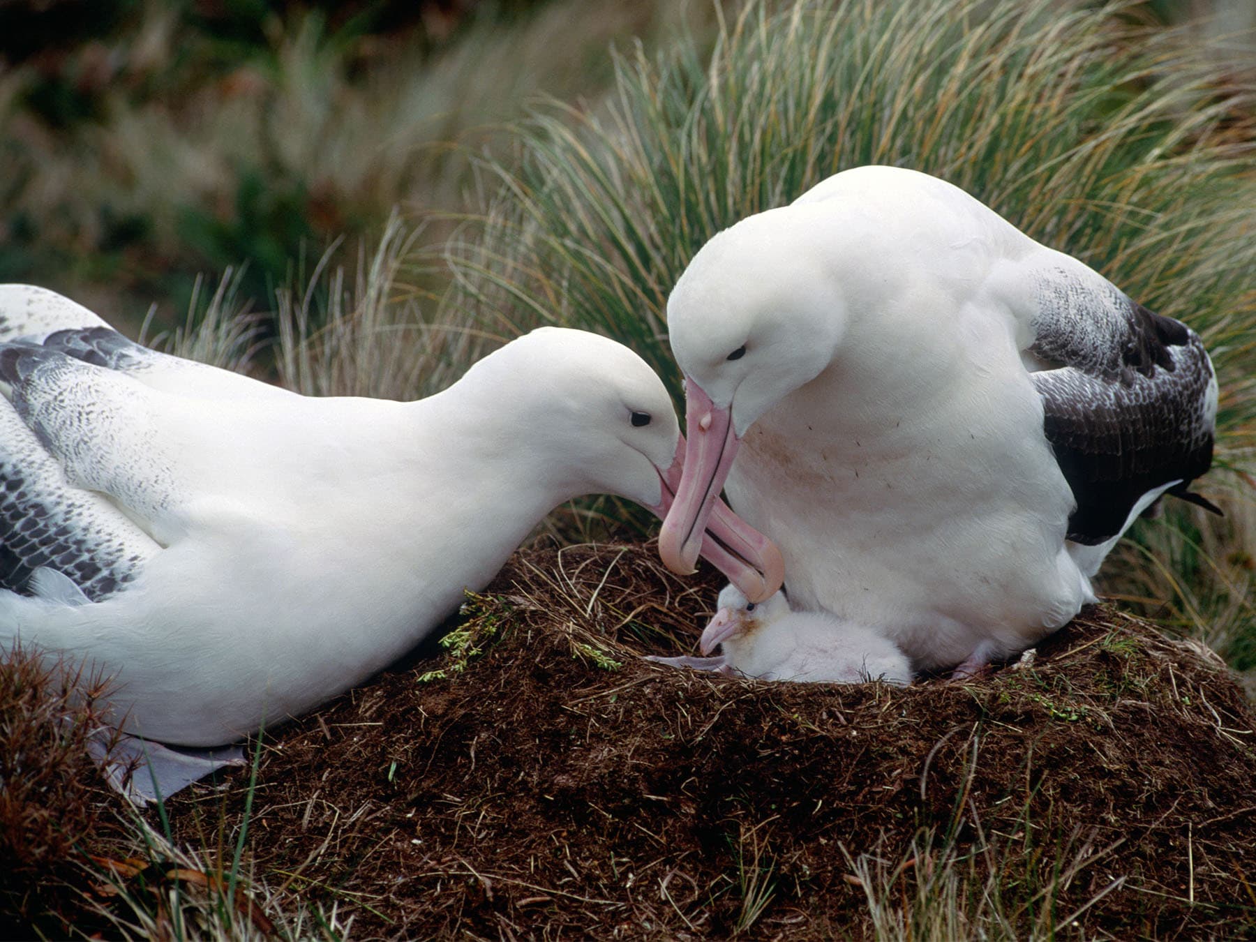 Pair of Royal Albatrosses at nest with young chick