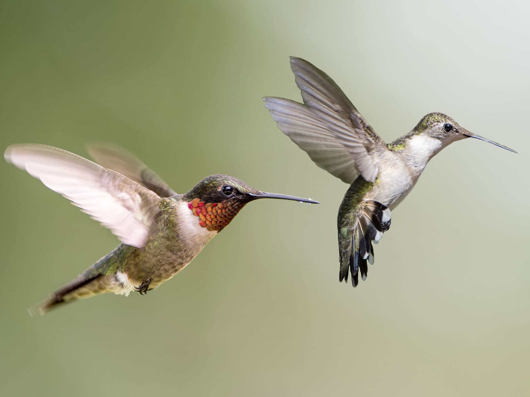 A pair of Ruby-throated Hummingbirds, Male (left) and Female (right)