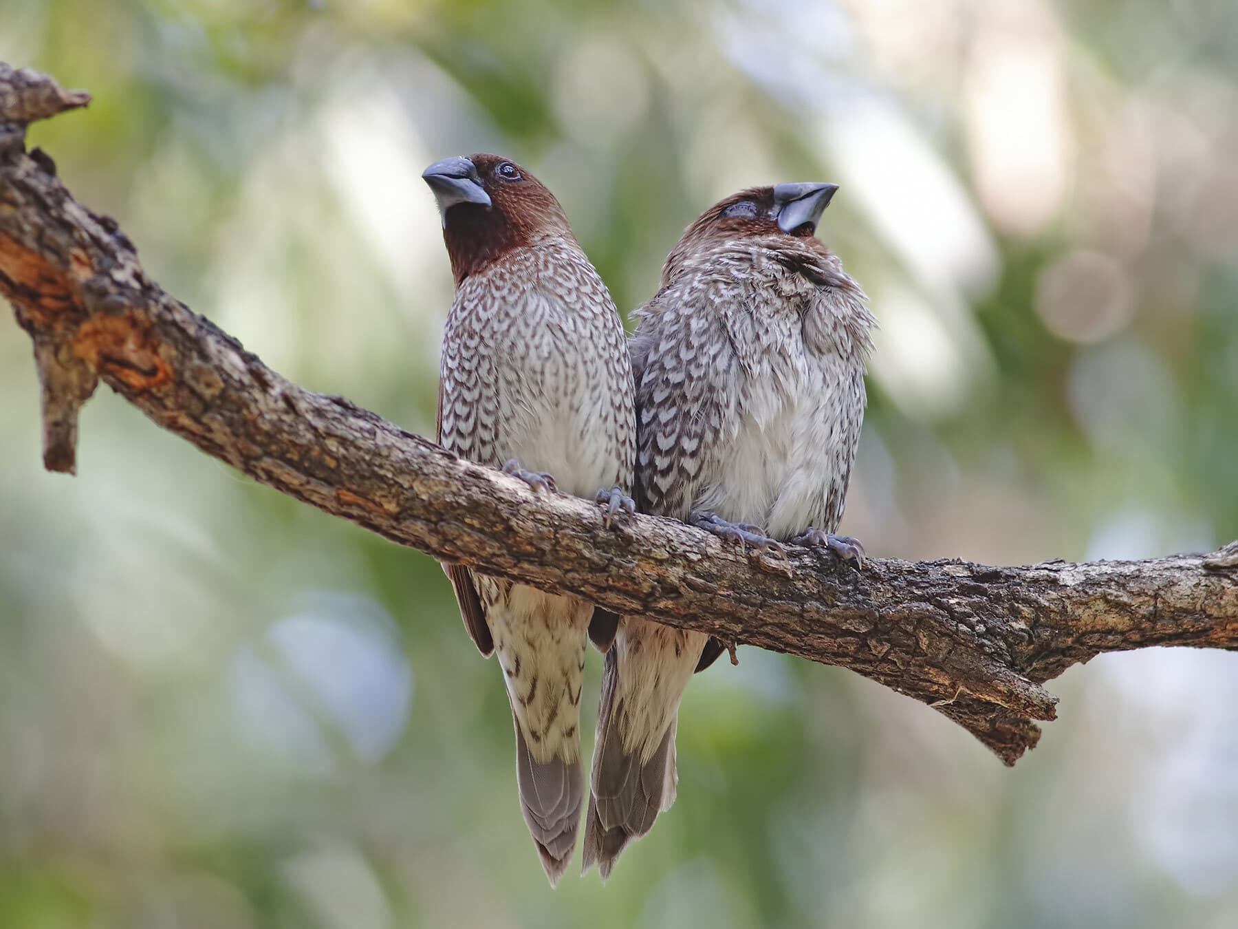 A pair of Scaly-breasted Munias