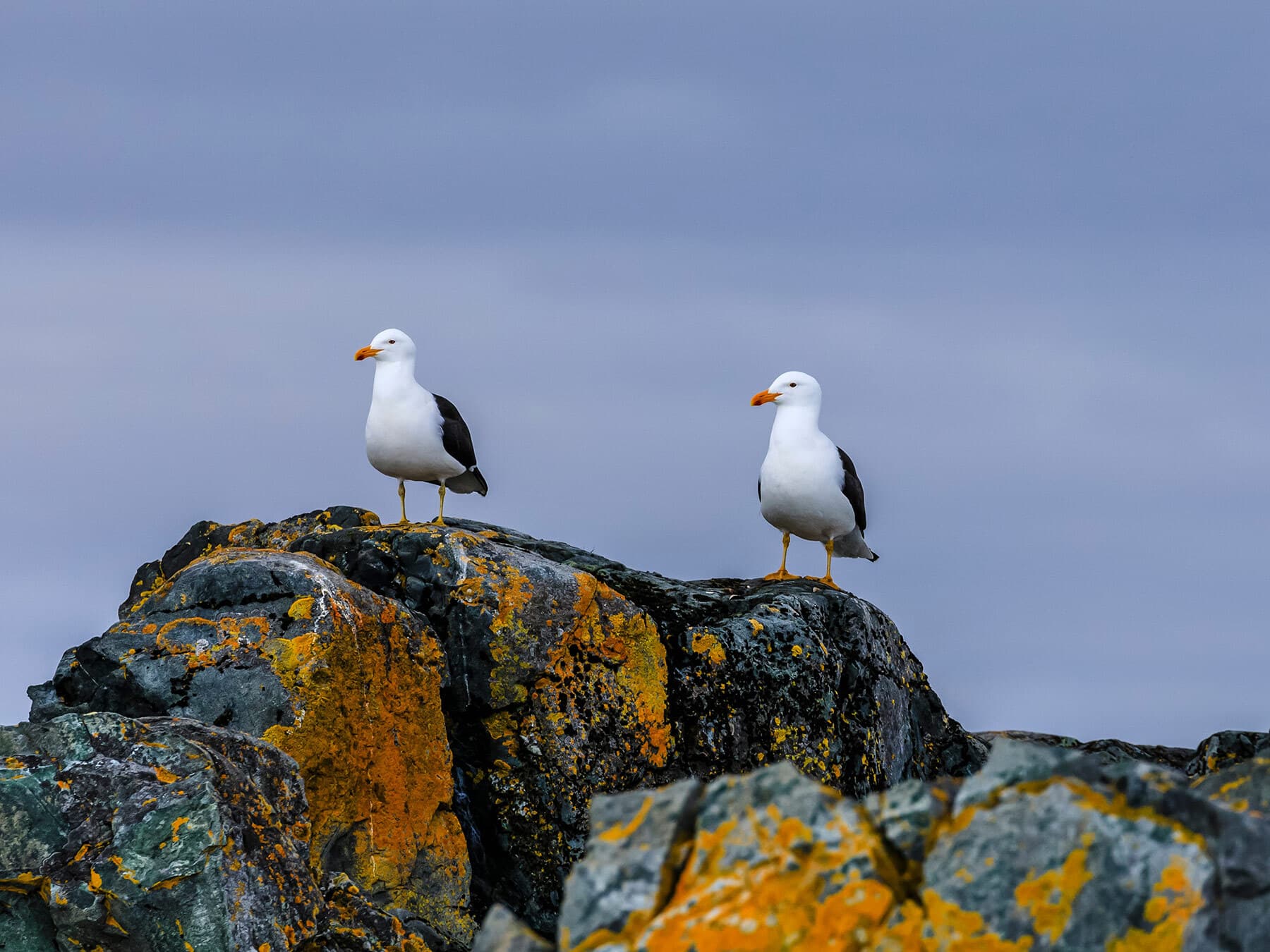 Pair of seagulls