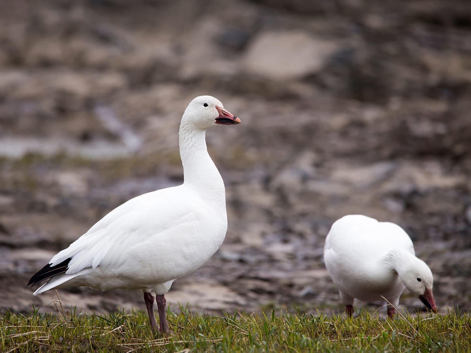 Pair of snow geese