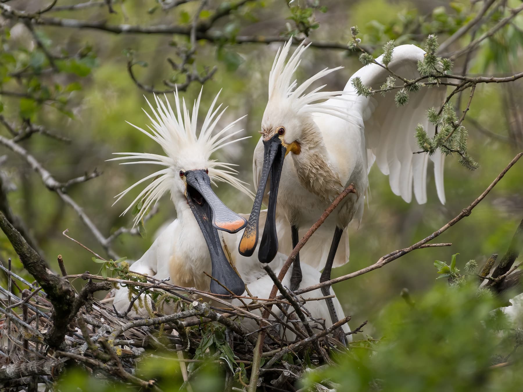 Pair of Spoonbills