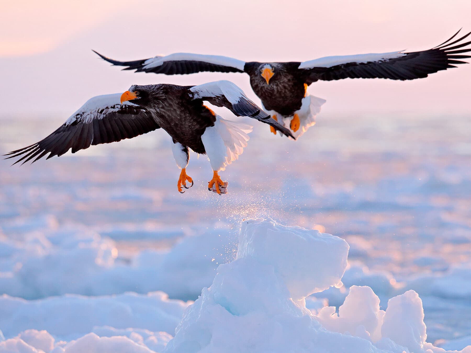 A pair of Steller’s Sea-Eagle in flight