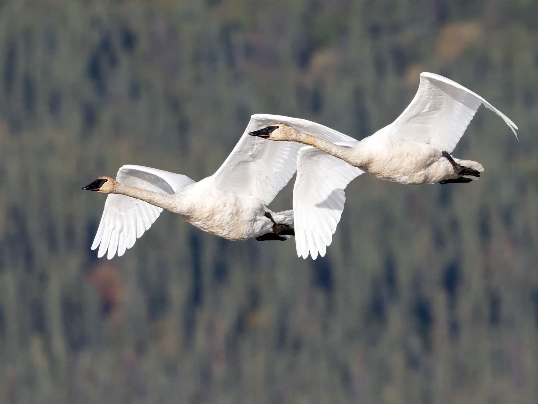 Pair of Trumpeter Swans in-flight