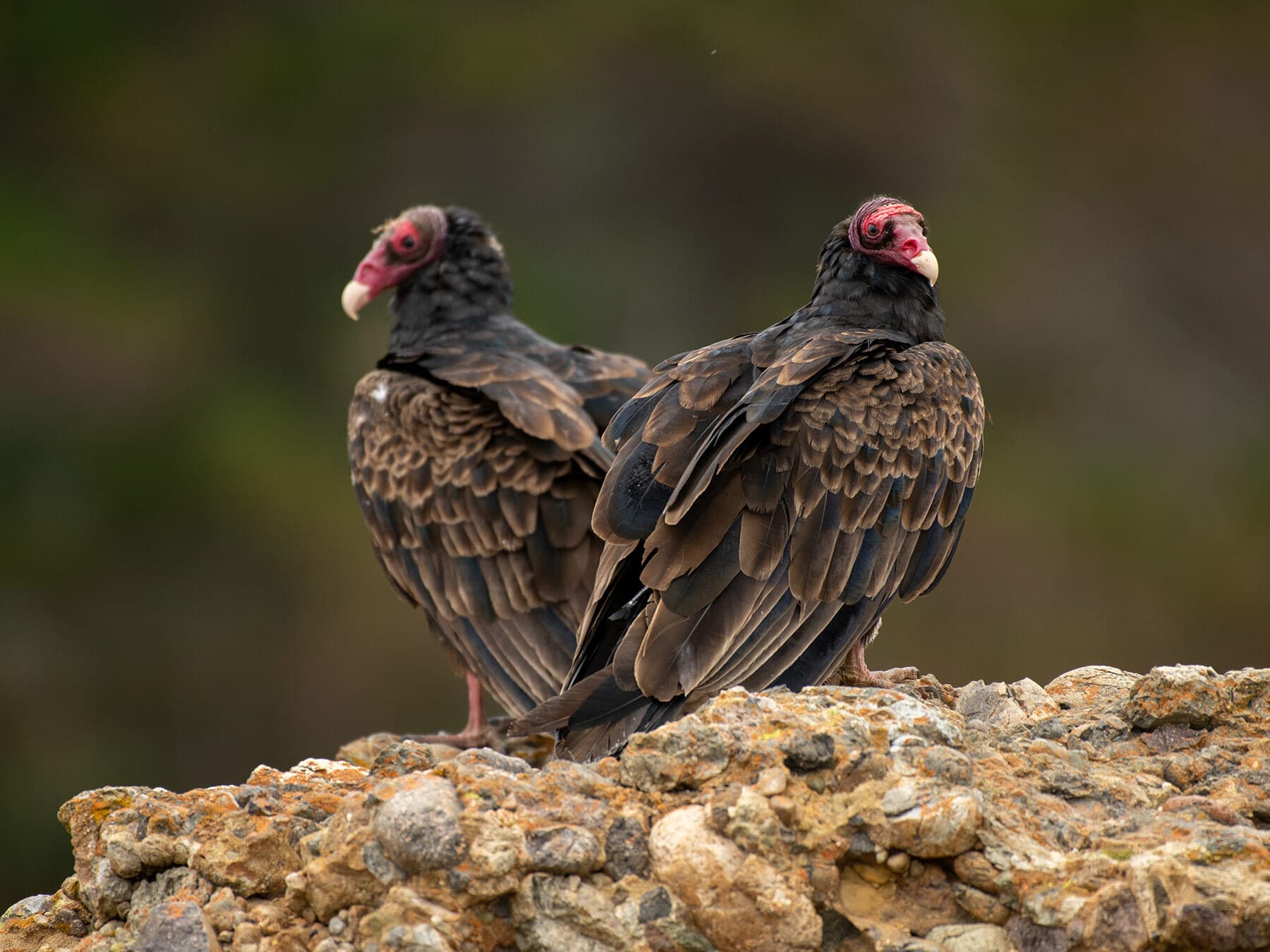 Pair of turkey vultures