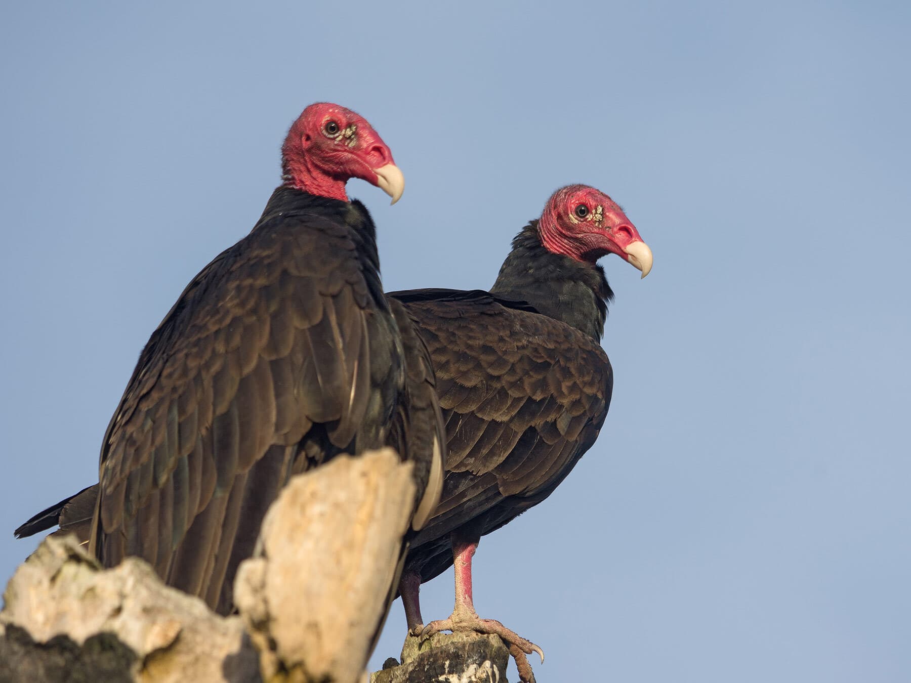 Pair of turkey vultures