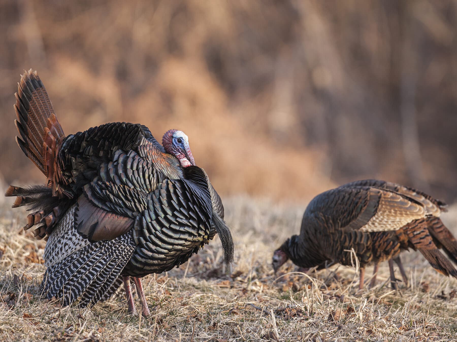 A strutting tom Wild Turkey, tail fanned, beside a smaller, browner hen feeding on dry grass