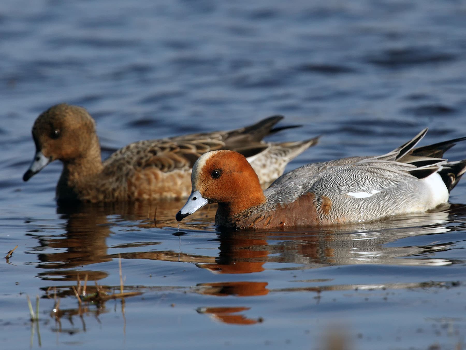 Male and female Wigeon - female left, male right