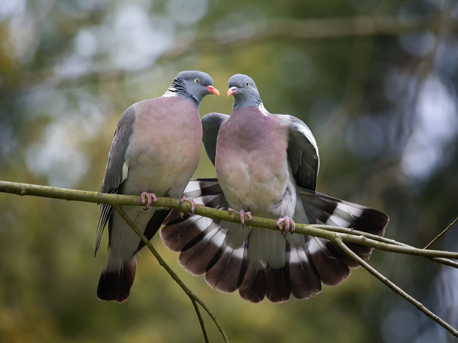 Two Woodpigeons on a branch, one fanning its tail